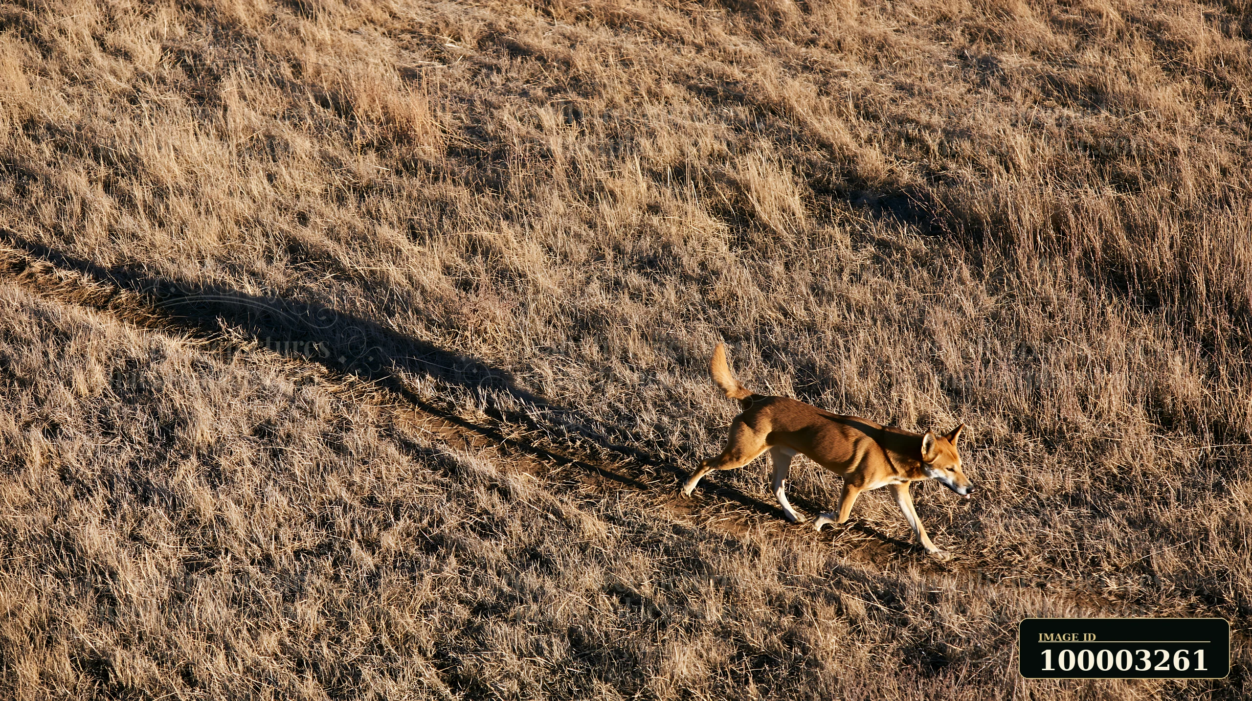 A rare dog breed photographed from above walks along a dirt path in a dry field.
