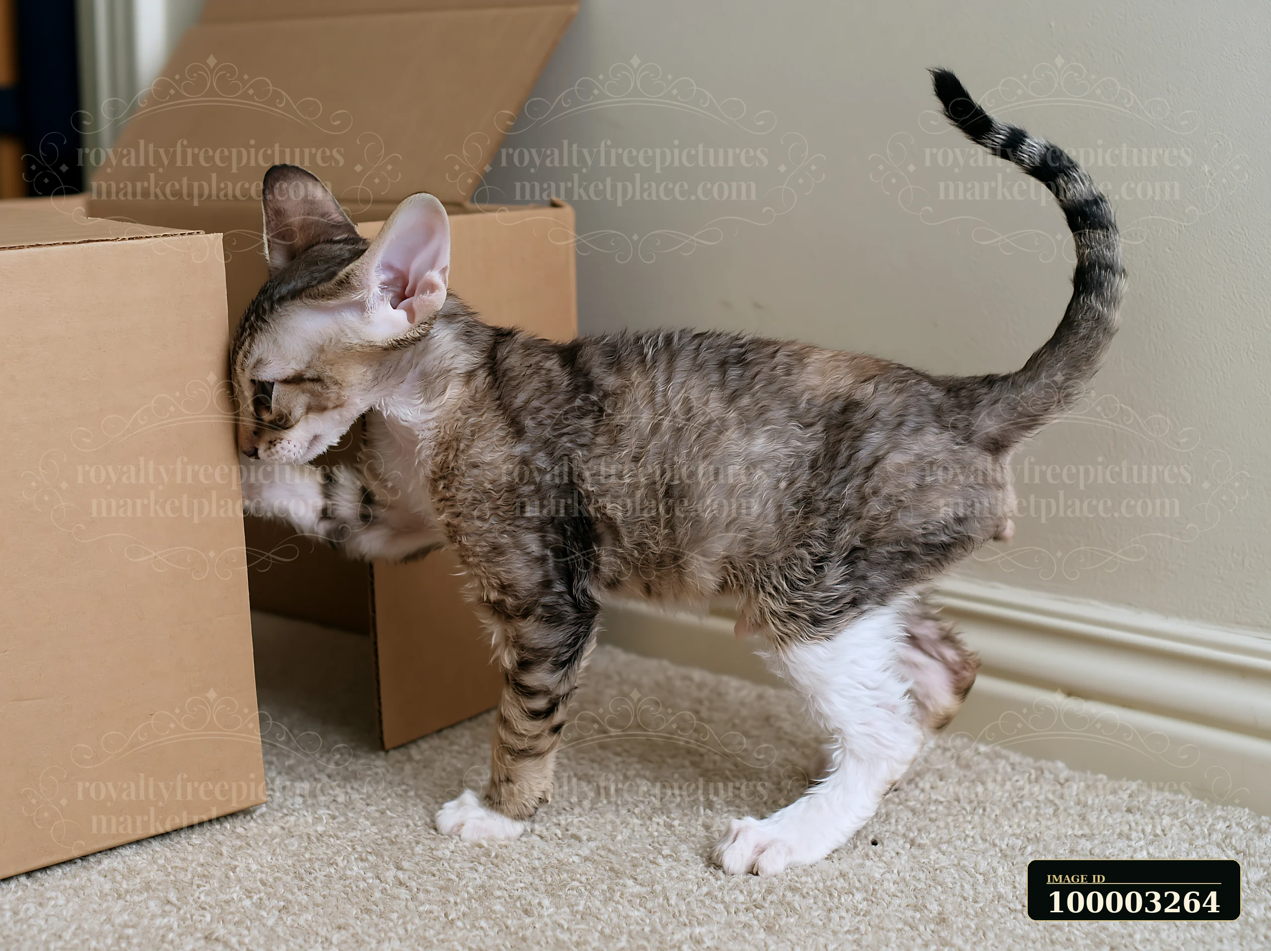 A Cornish Rex cat is curiously interacting with cardboard boxes on a carpeted floor.