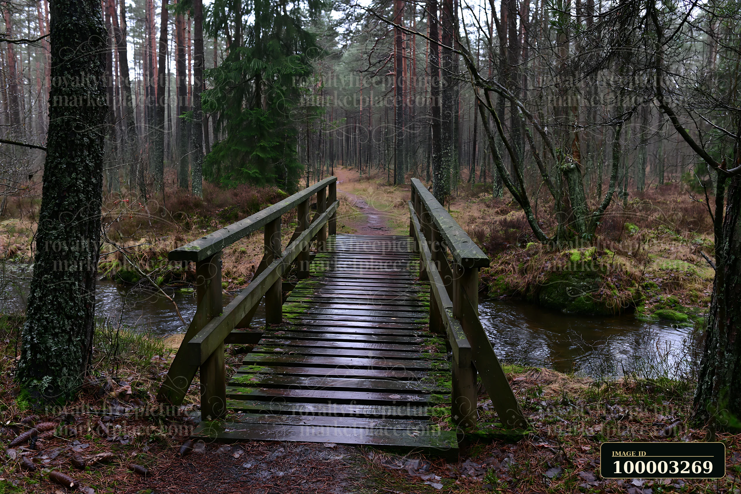 A wooden bridge crosses over a small watercourse among pine trees in a forest.