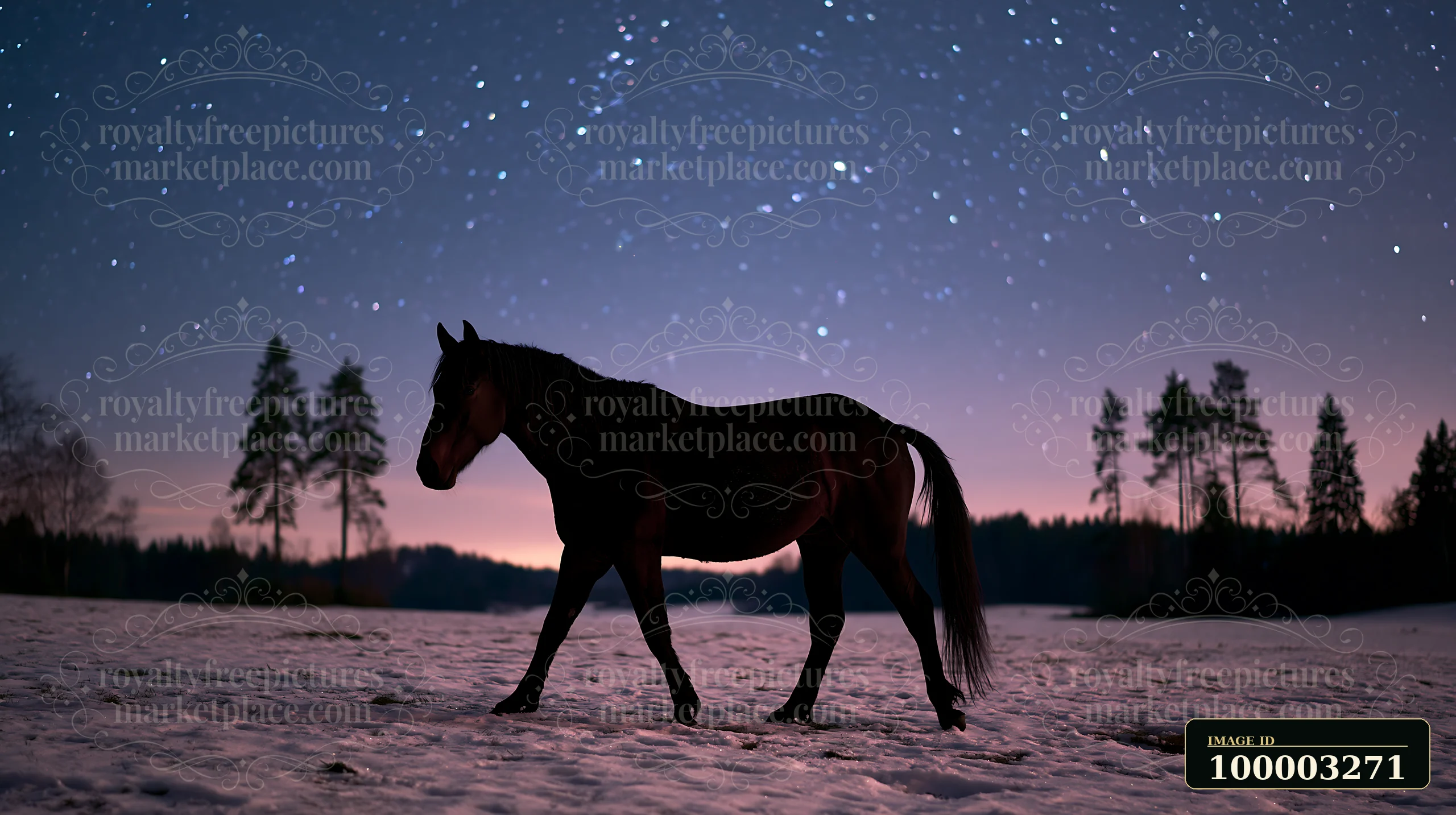A horse moves across a snow-covered field under a clear starry sky.