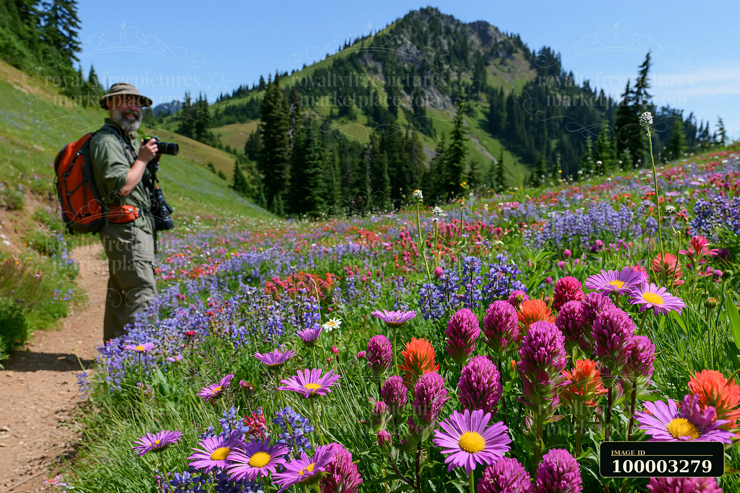 A man photographing meadow flowers stands on a trail surrounded by various colorful blooms and a mountain in the background.