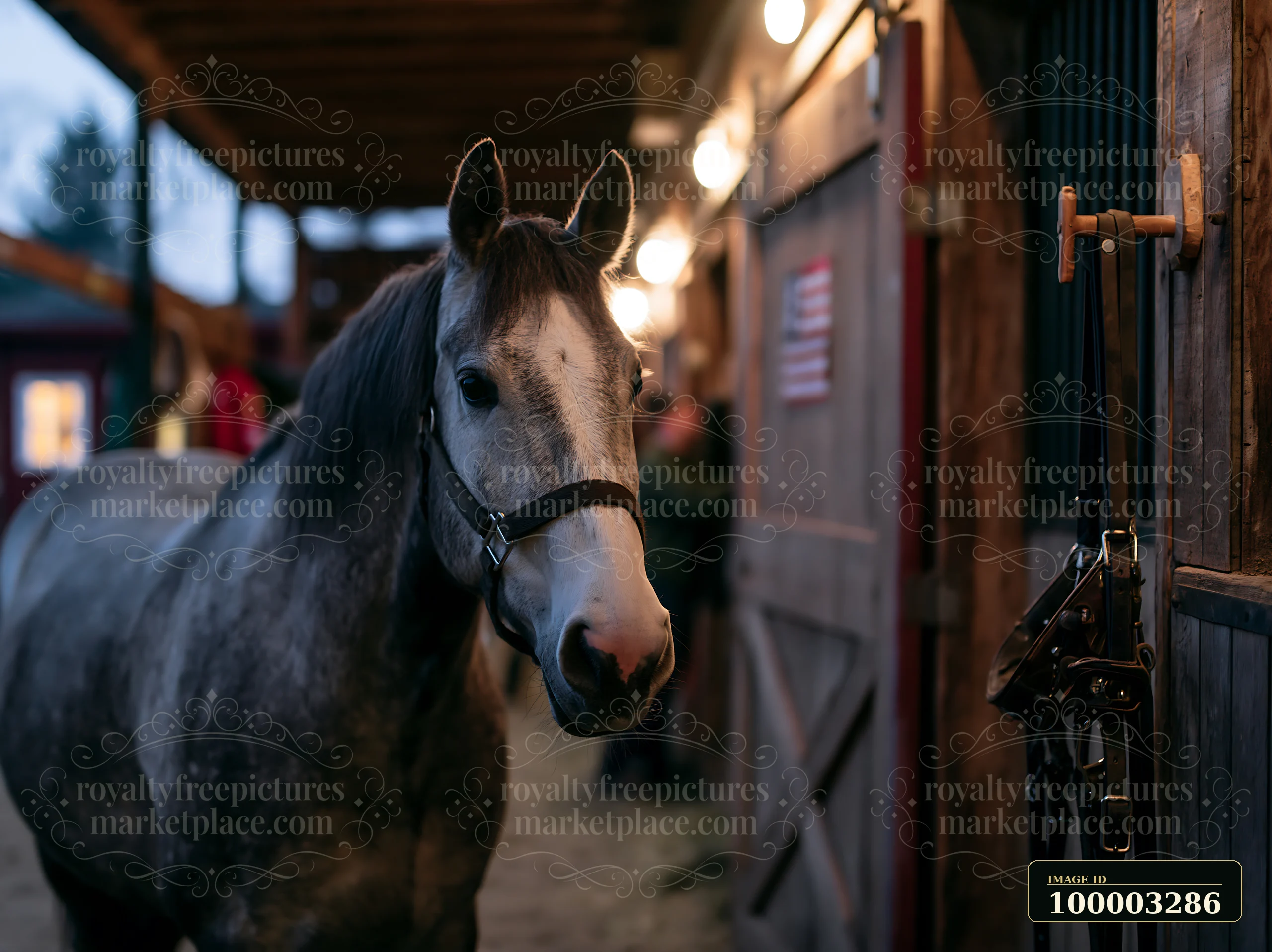 A gray horse stands inside a stable space illuminated by warm lights.