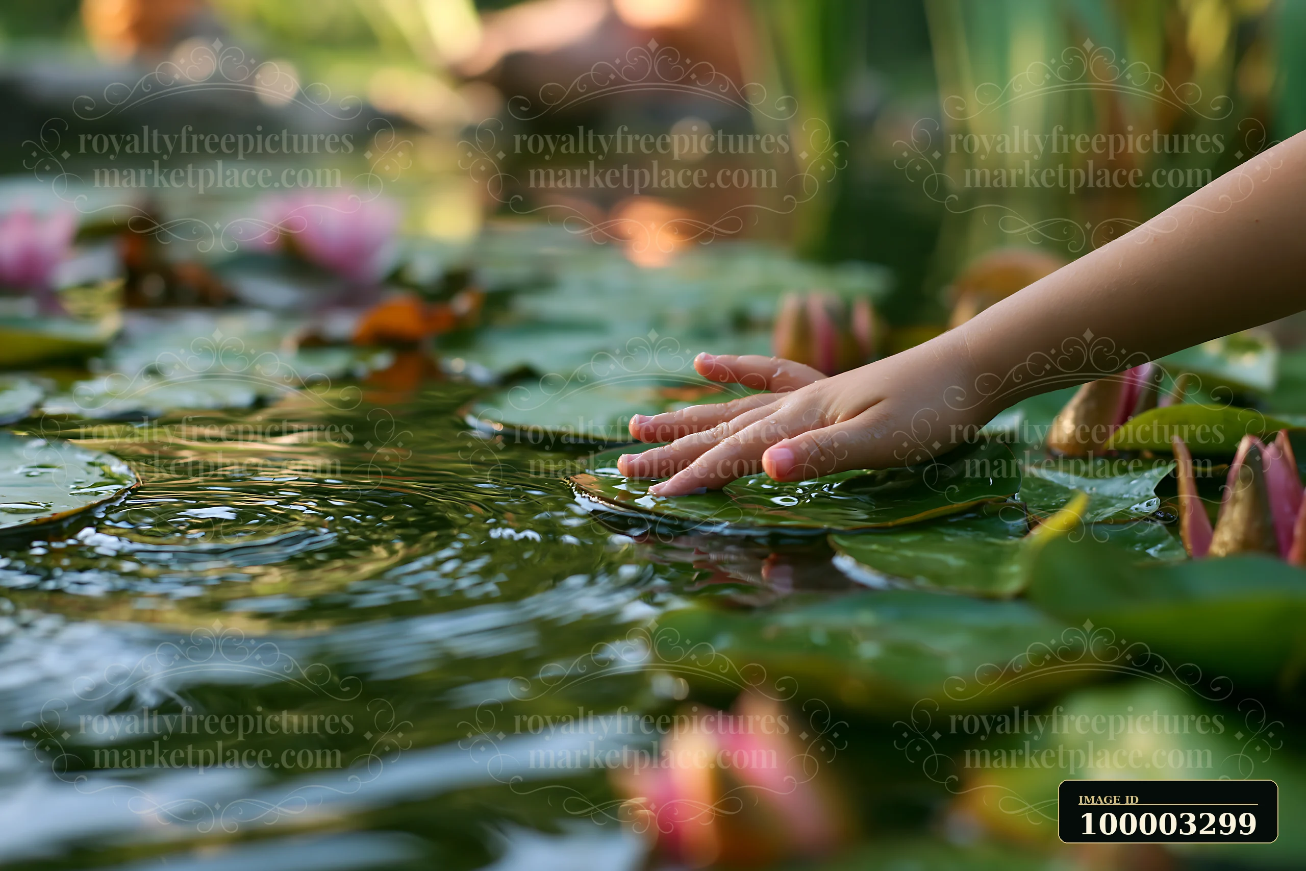 A hand reaches out to touch the surface of water lilies in a pond.