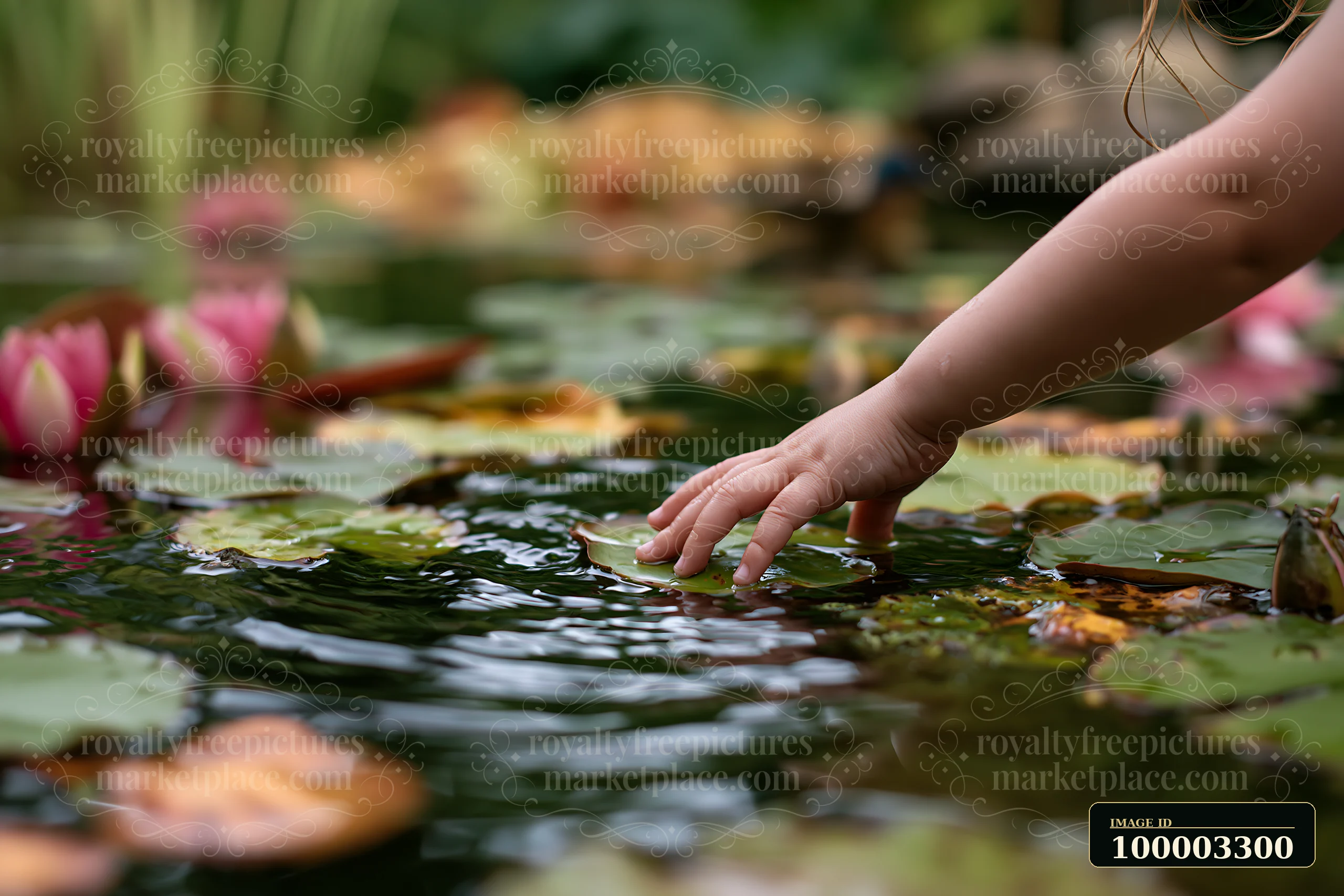 A child’s hand reaches out to touch a water lily in a pond filled with lily pads, surrounded by lush greenery and colorful water lilies.