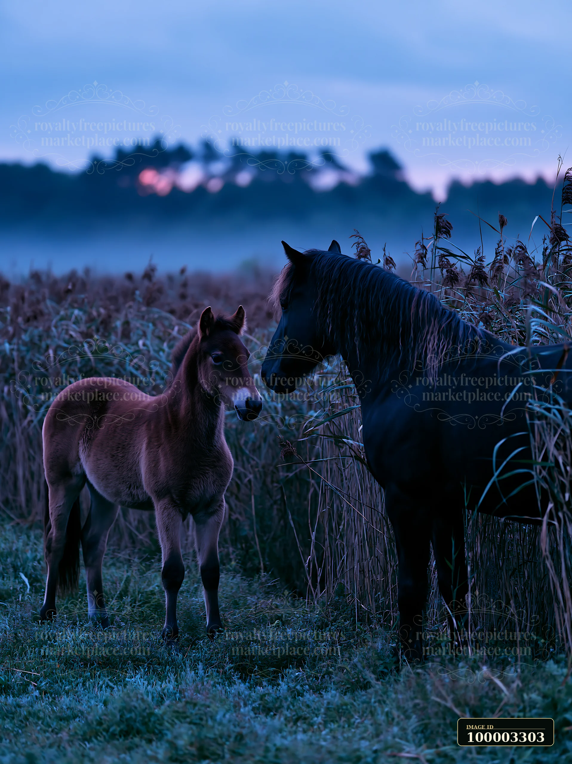 Two horses are in a meadow under a moonlit sky at dusk.