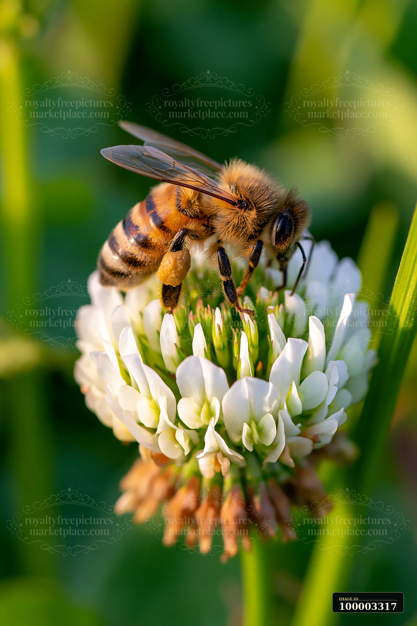 A honey bee with full pollen sacs gathers nectar from a white clover flower in a sunny green field.