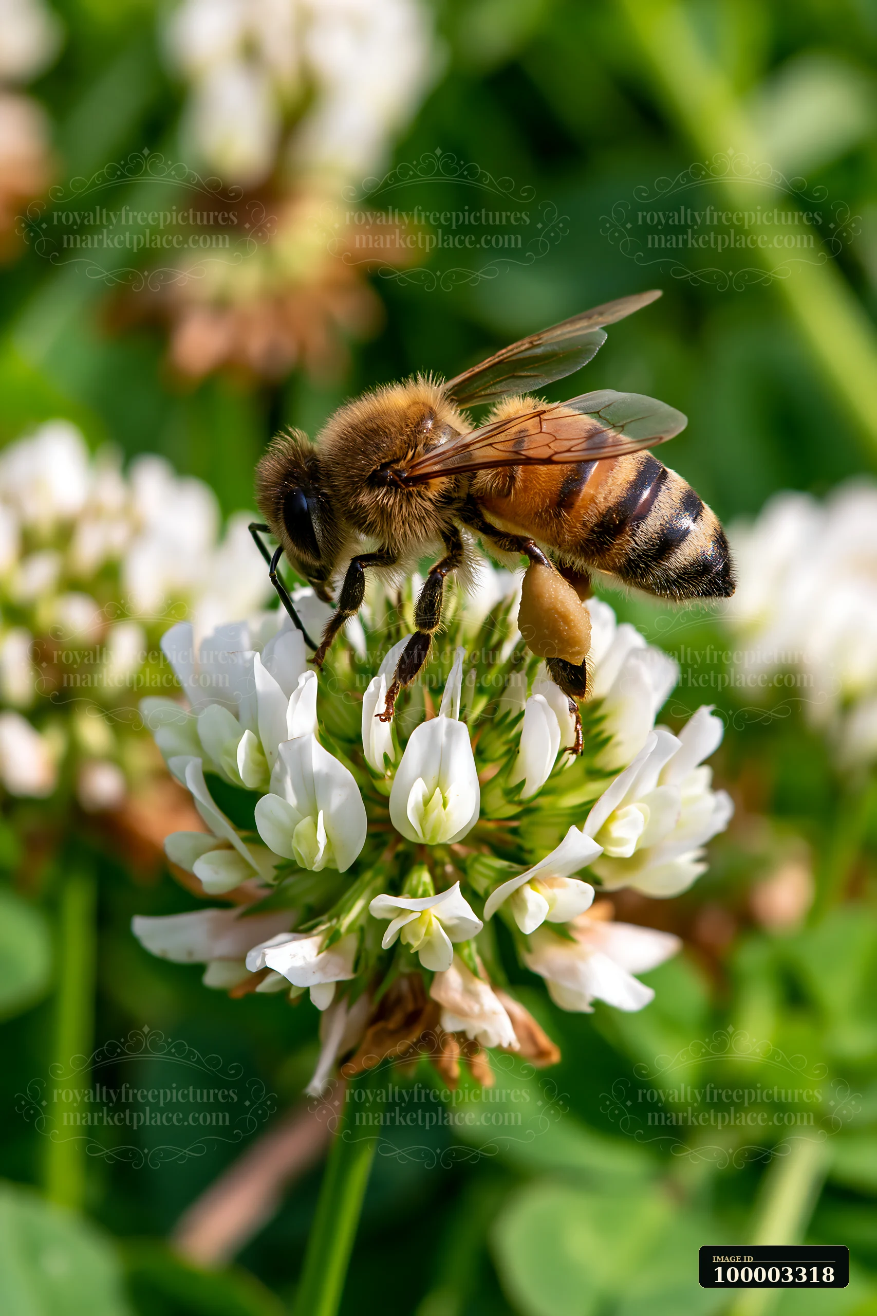 A honey bee with full pollen sacs collects nectar from a clover flower in a garden setting.