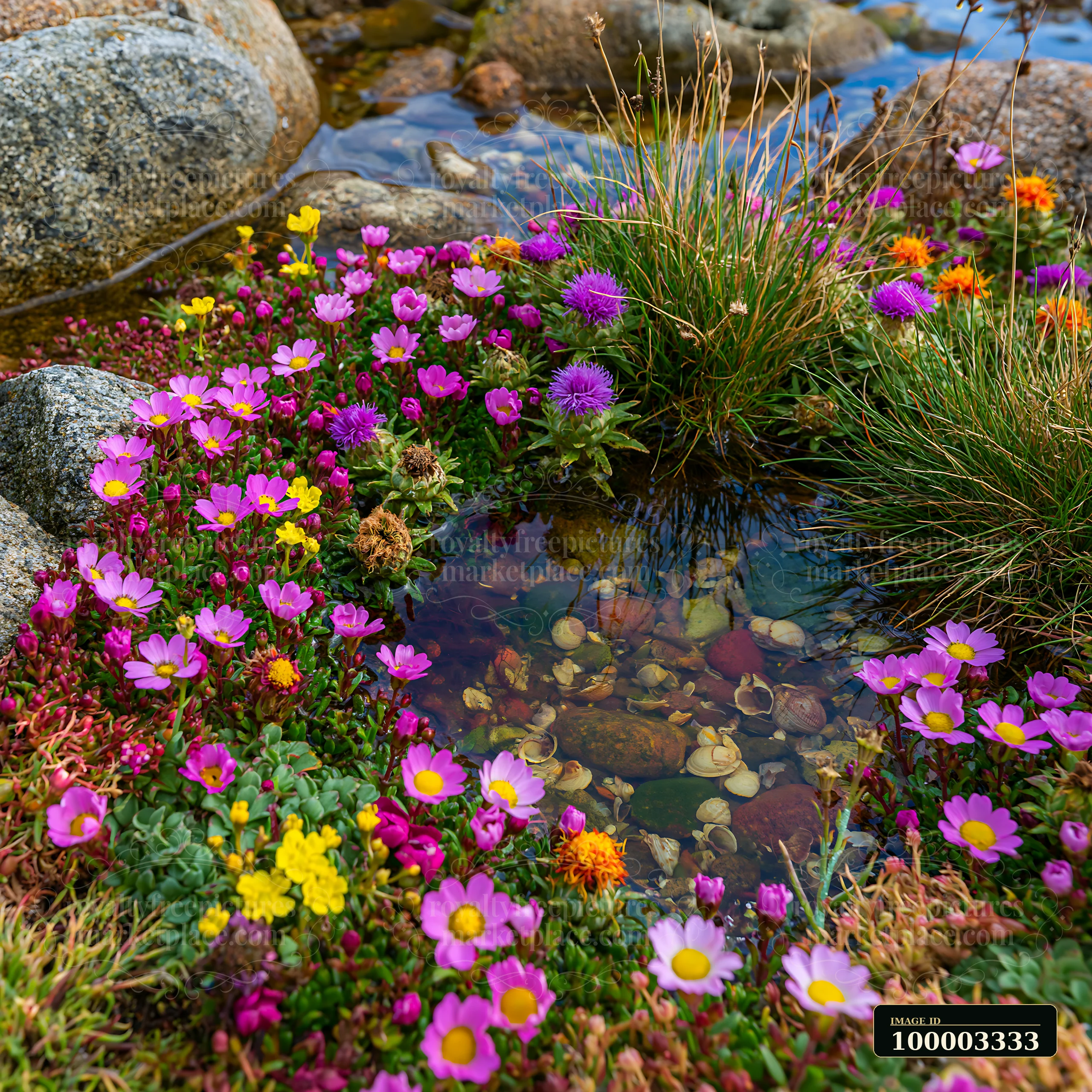A remote island with colorful flowers blooms next to a clear pool of water, showcasing various types of plants and rocks.