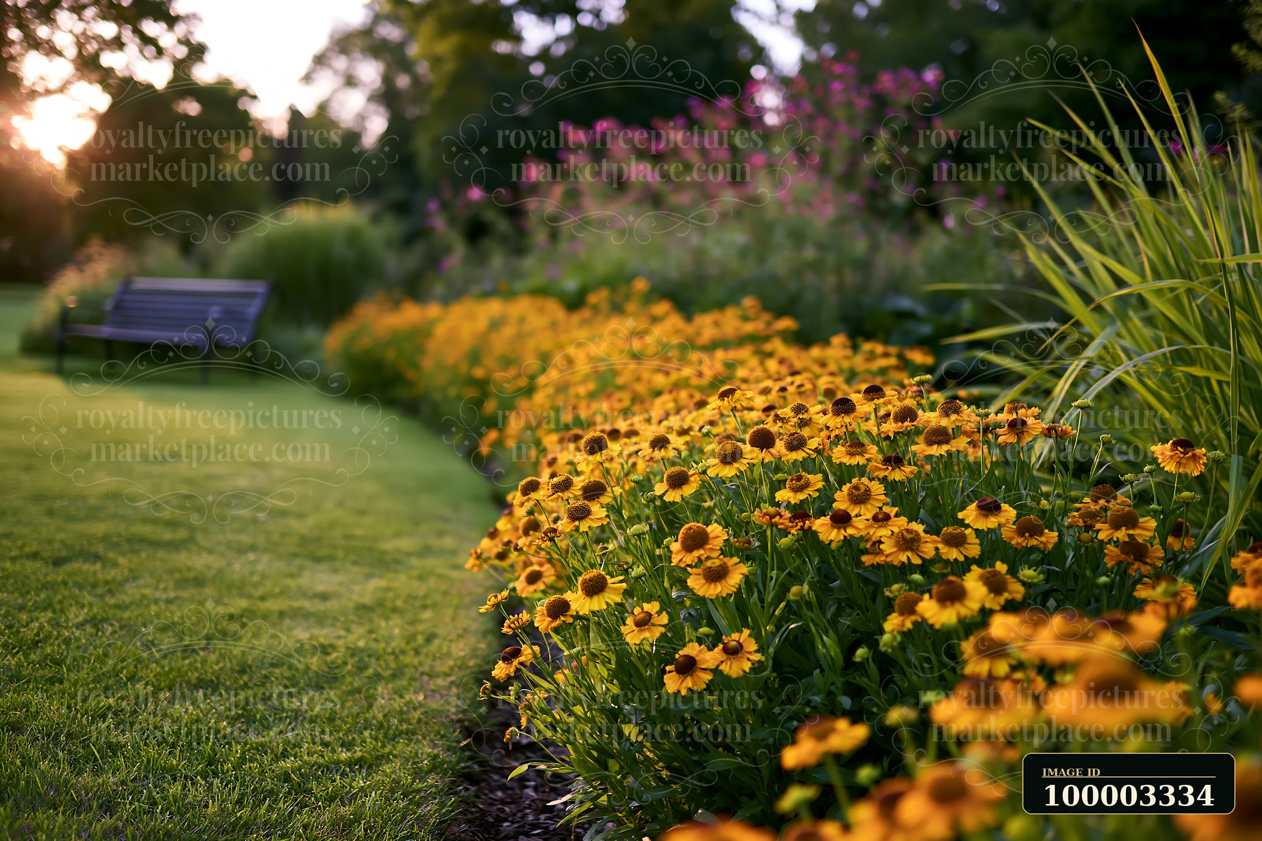 Bright yellow helenium flowers line a border in a garden setting, with benches visible under the soft sunlight.
