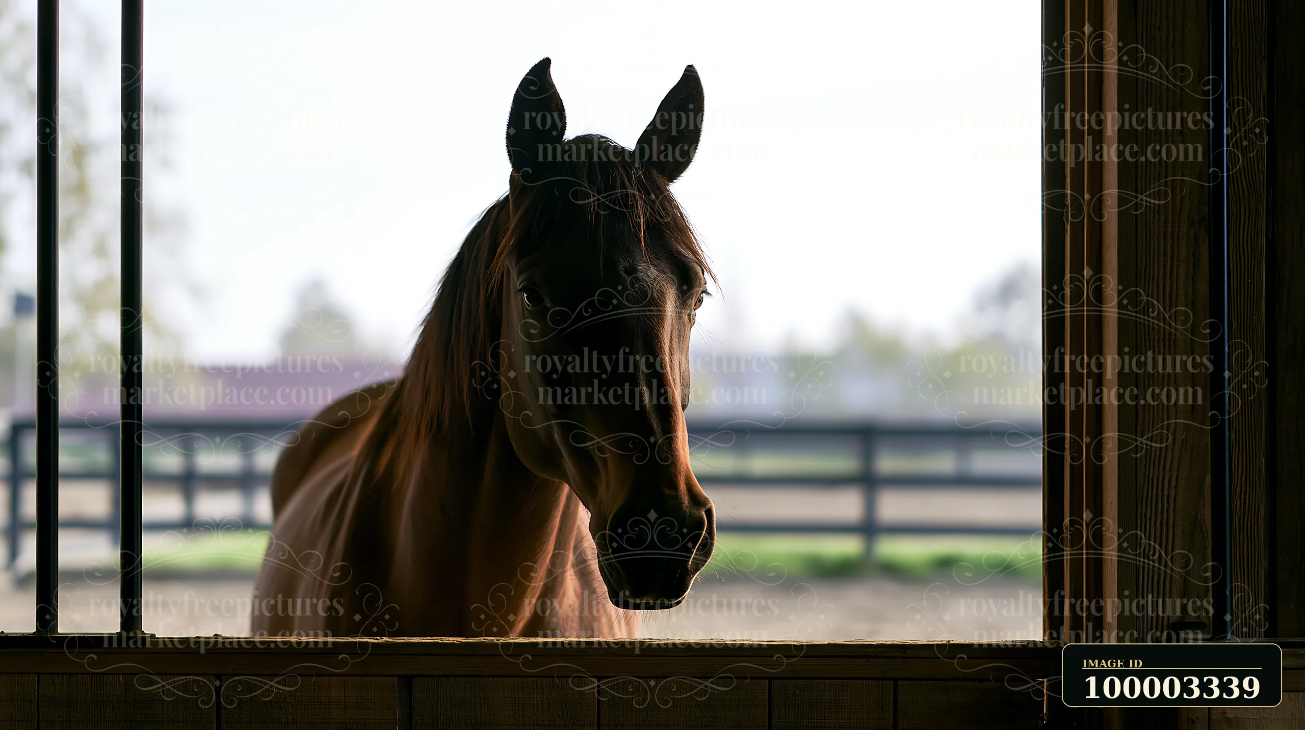 A horse looking through stable door stands in a barn surrounded by soft light.