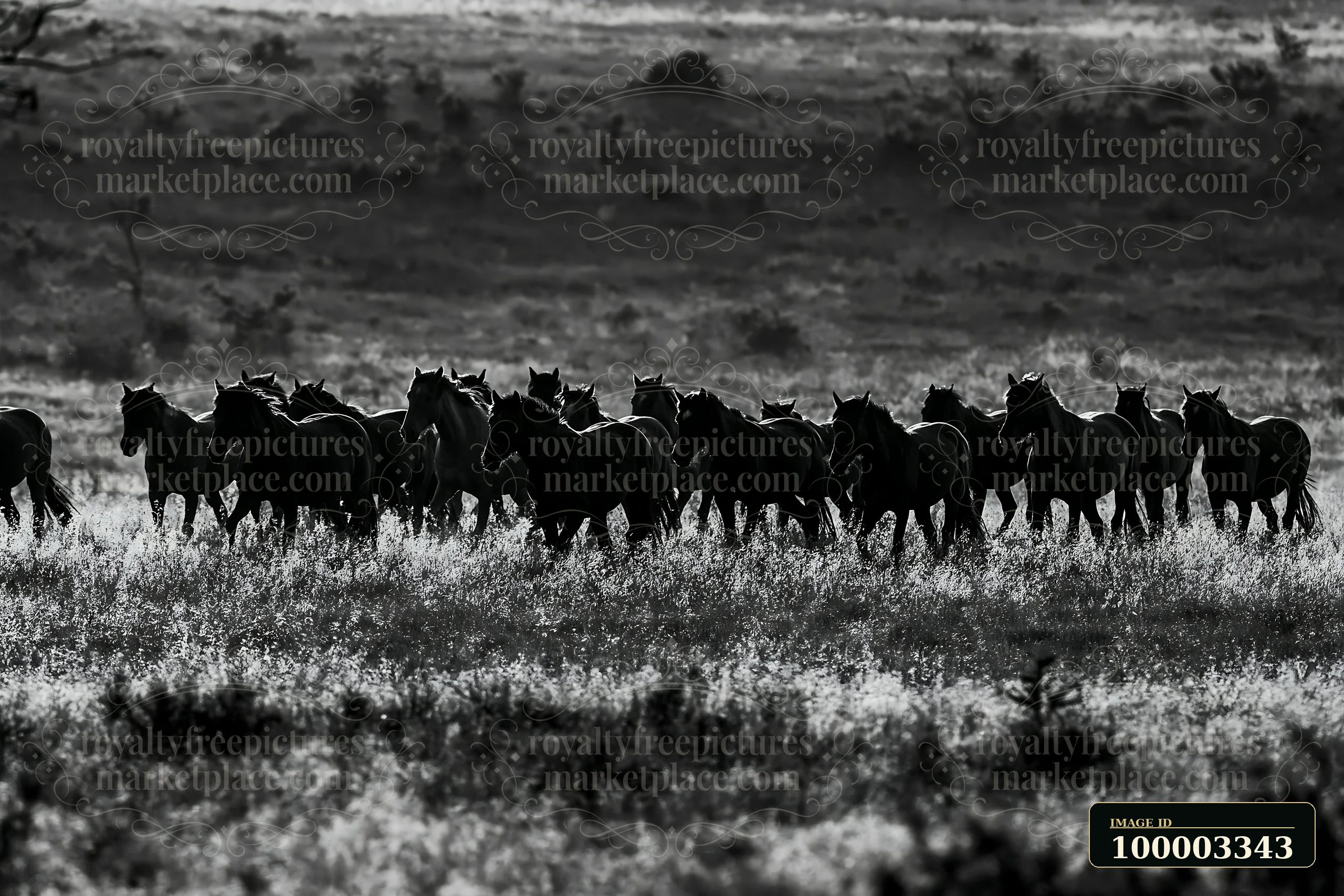 Mustangs crossing a moonlit prairie show the powerful movement of these horses as they trot through the tall grass at night.