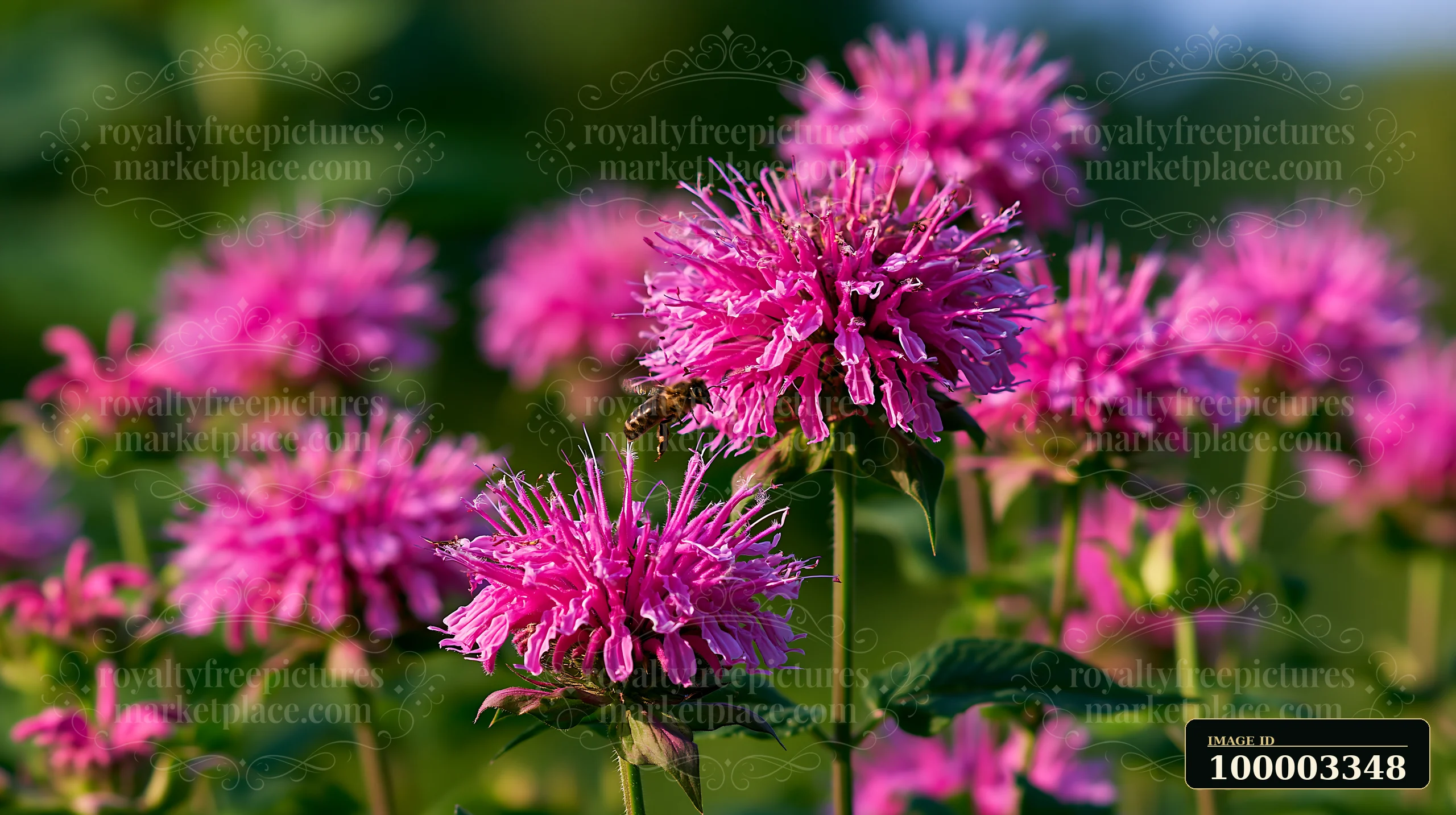 Monarda flowers bloom in a garden, attracting various pollinators like bees and butterflies on warm, sunny days.