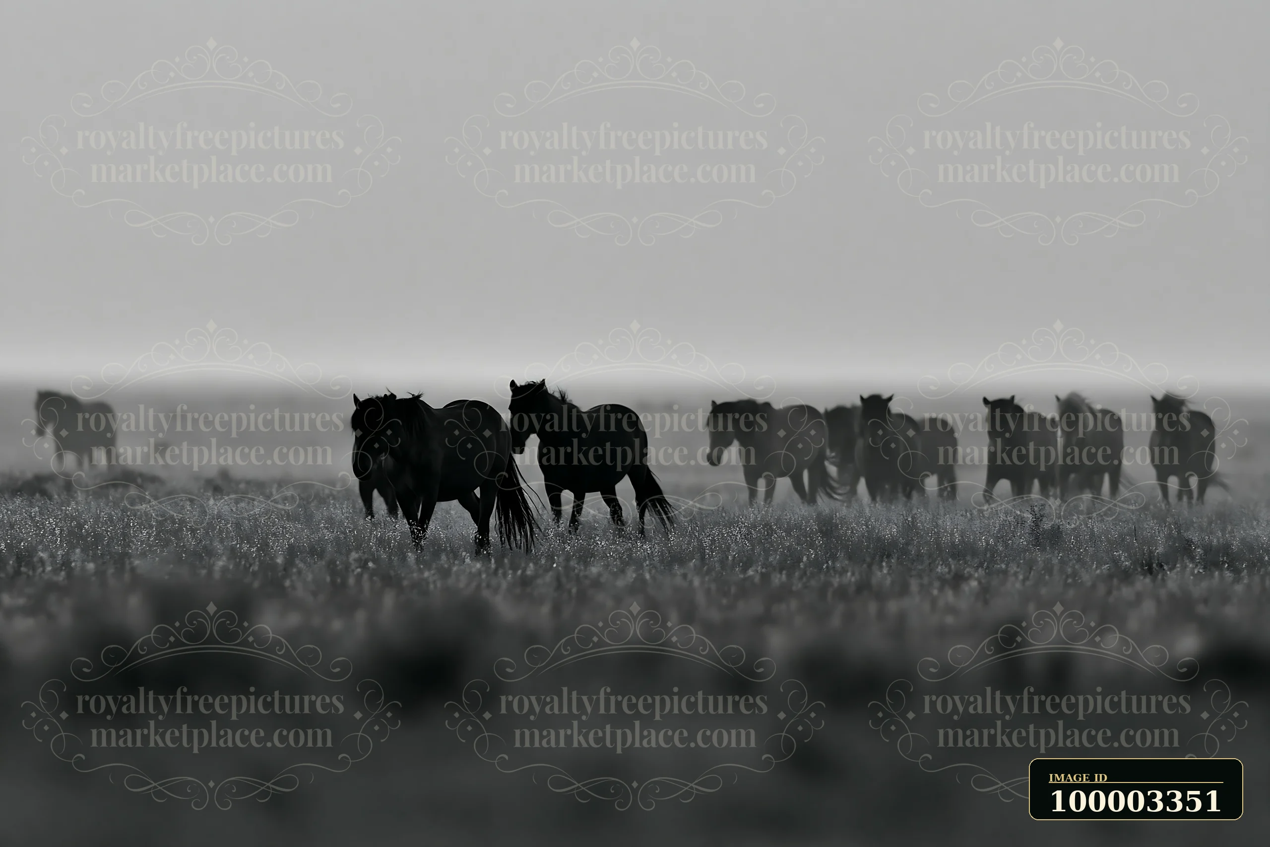 Mustangs crossing a moonlit prairie appear in silhouette against the night sky.