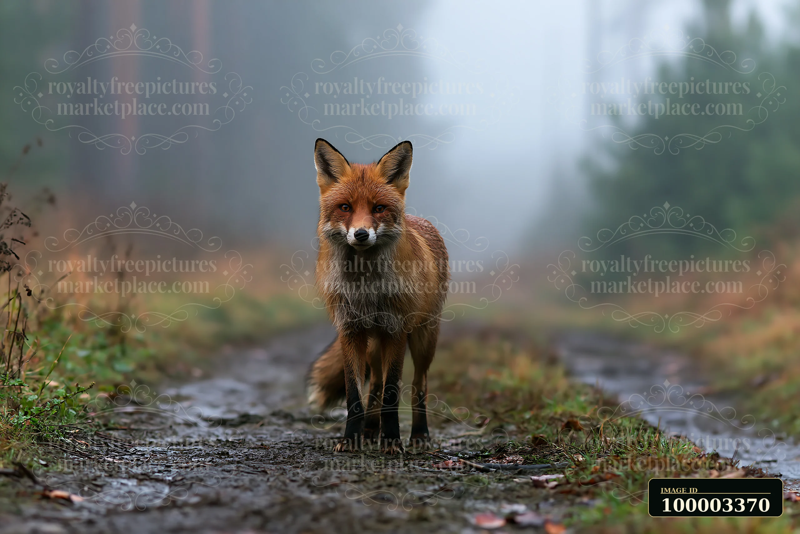 A fox stands on a muddy path surrounded by tall trees in a fog drifting through pine forest mountains, creating a mysterious atmosphere.