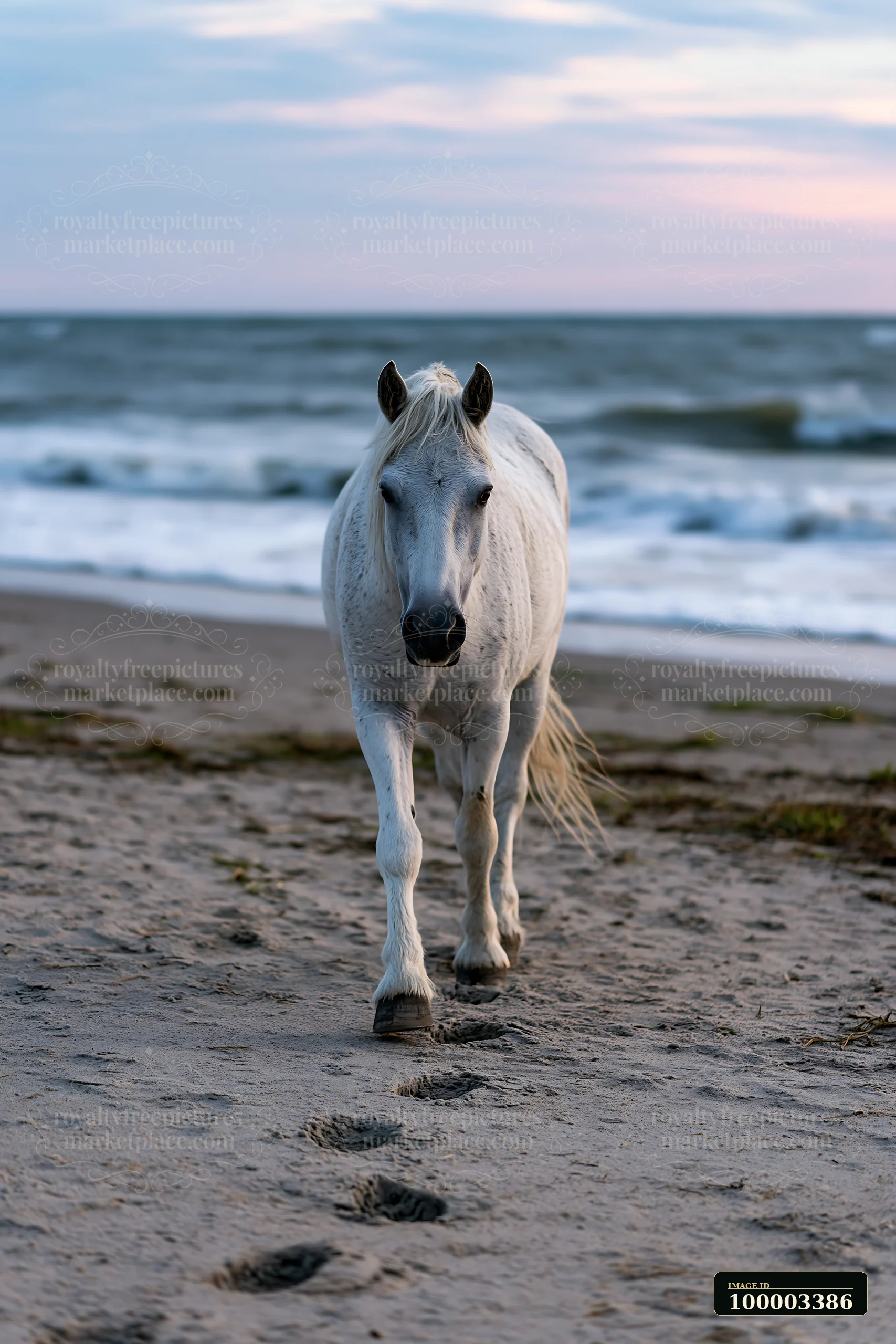 A white horse walks along a sandy beach, leaving footprints in the sand as waves crash in the background.