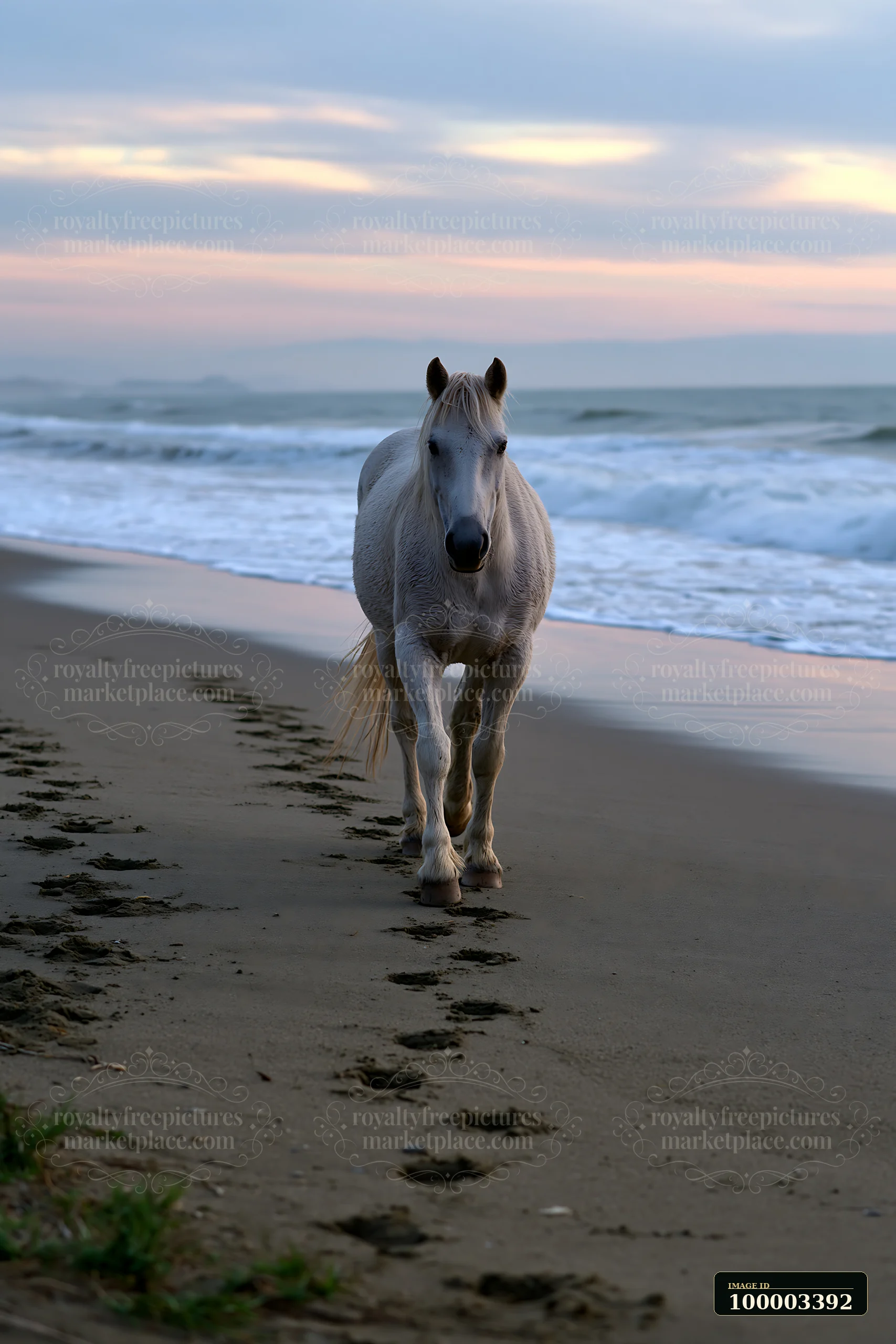 A horse walking on sandy beach near the water's edge during sunset.