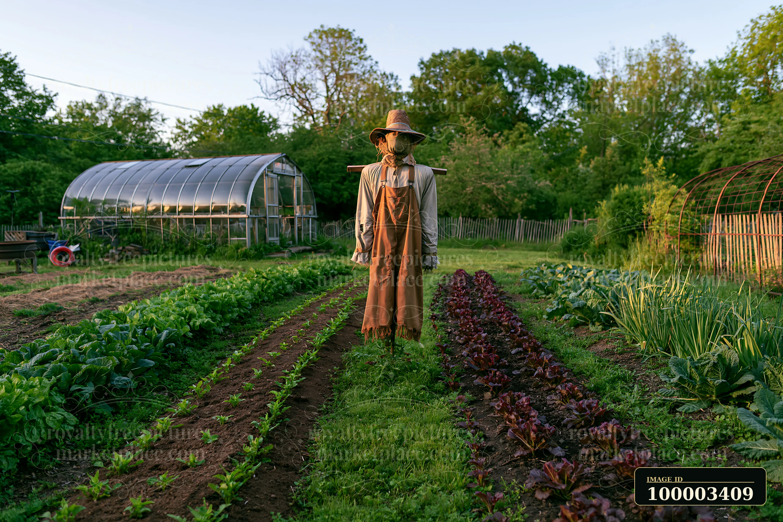 A scarecrow in a spring garden watches over rows of fresh vegetables.