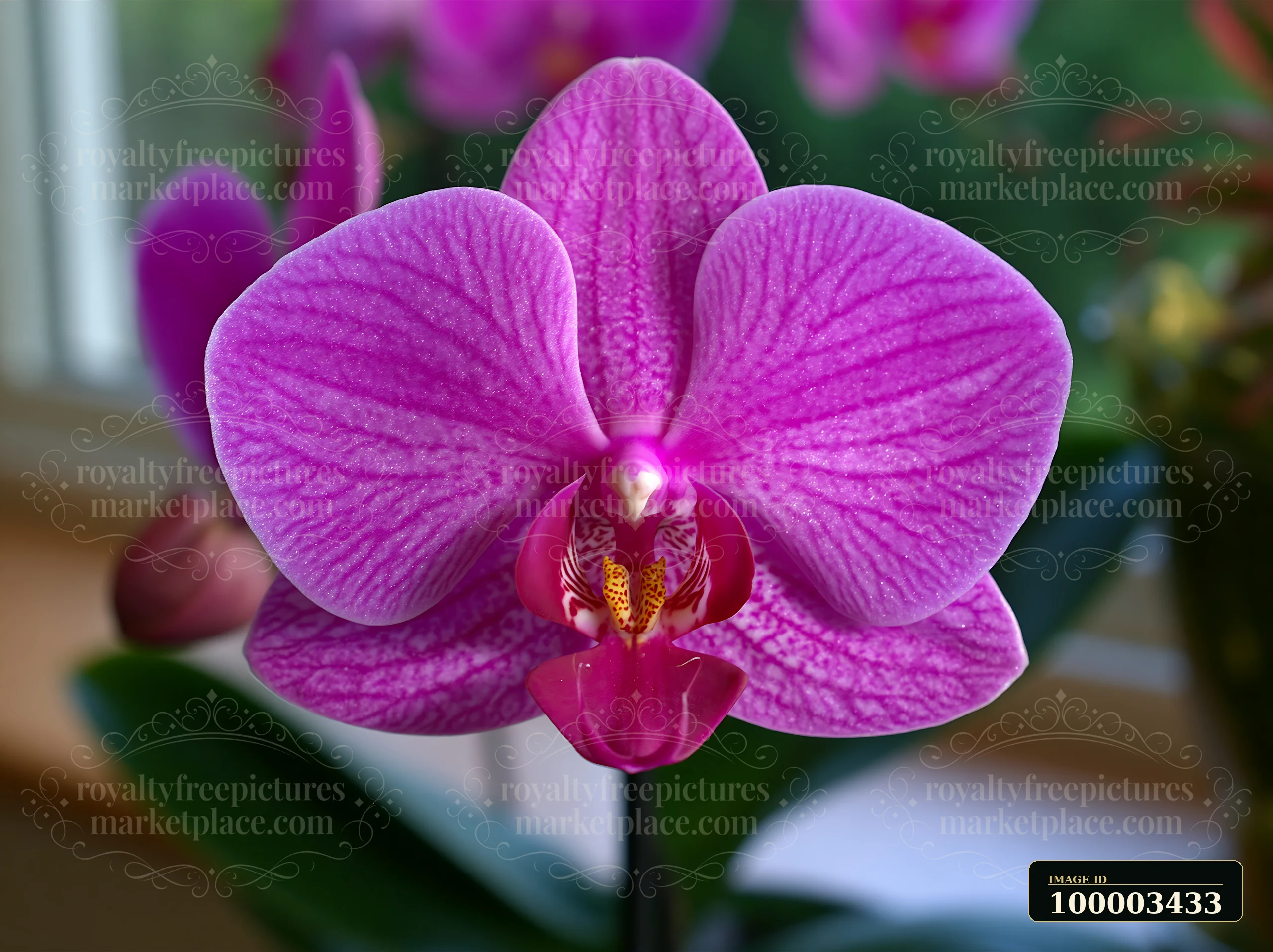 A vibrant pink orchid flower is positioned on a windowsill.