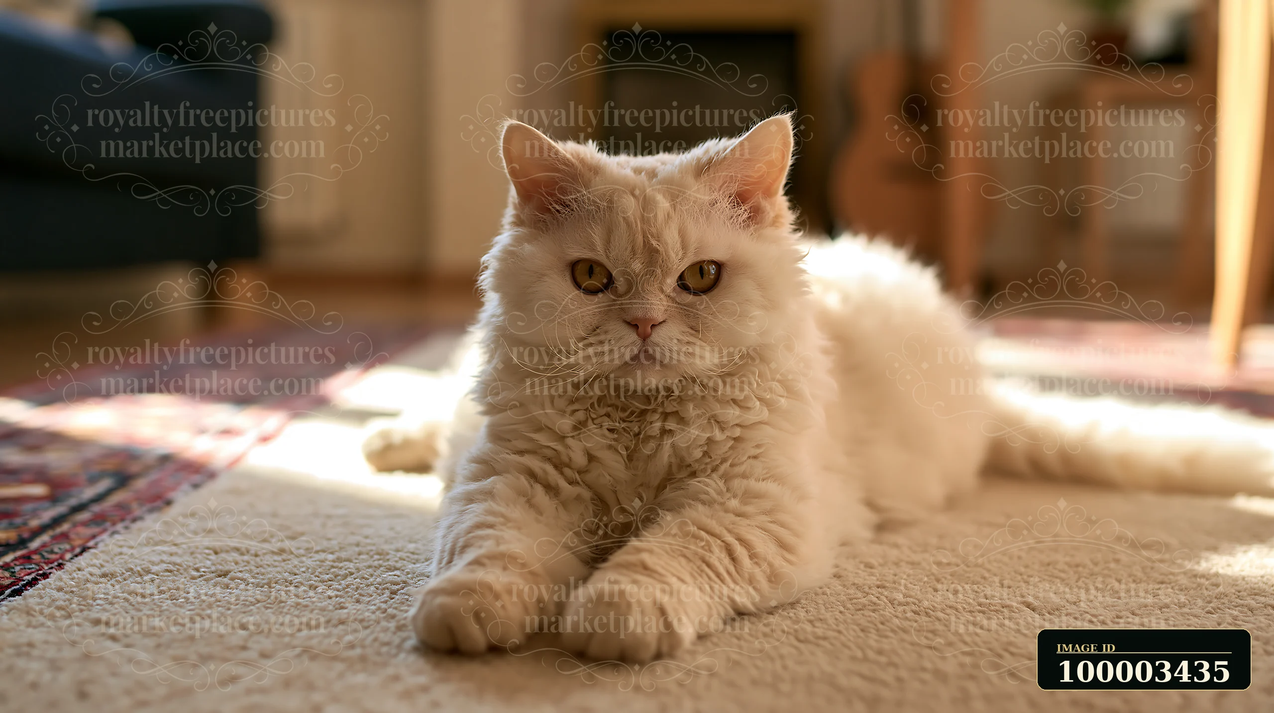 A Selkirk Rex cat lounges on a carpet, stretching out with visible curly fur and focused eyes.
