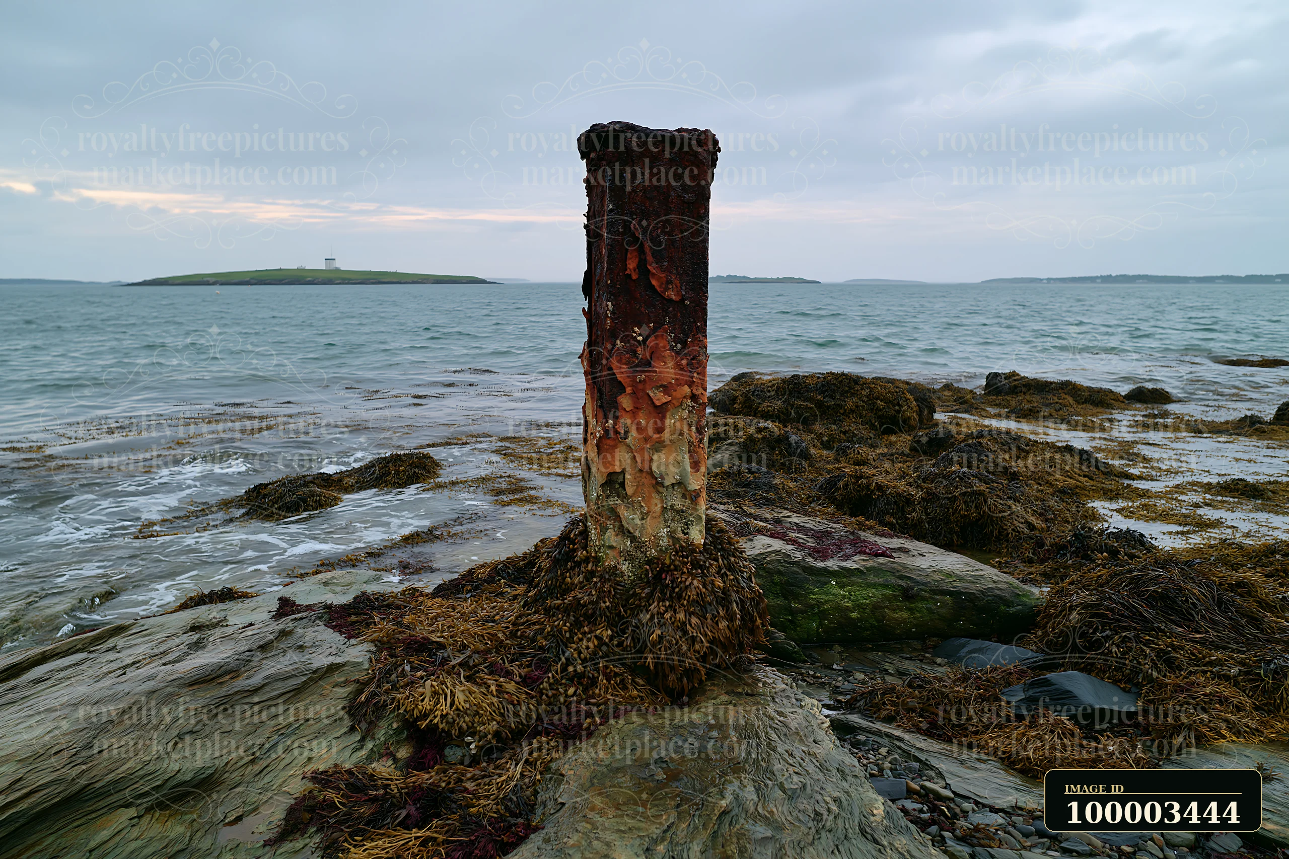 An isolated coastal piling with peeling surface and rust stands on a rocky shore, surrounded by seaweed and water at low tide.