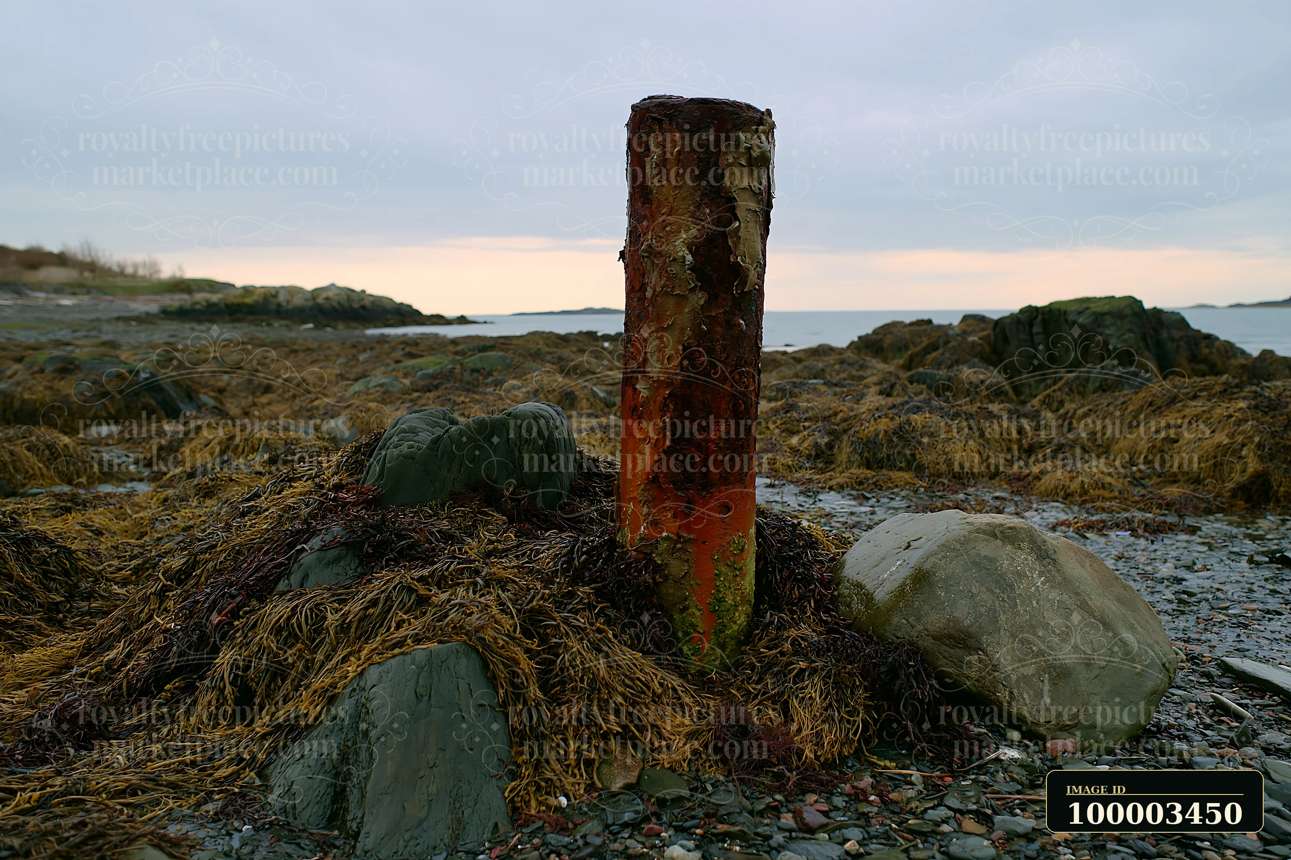 A coastal piling with peeling surface and rust stands among rocks and seaweed along the shore.