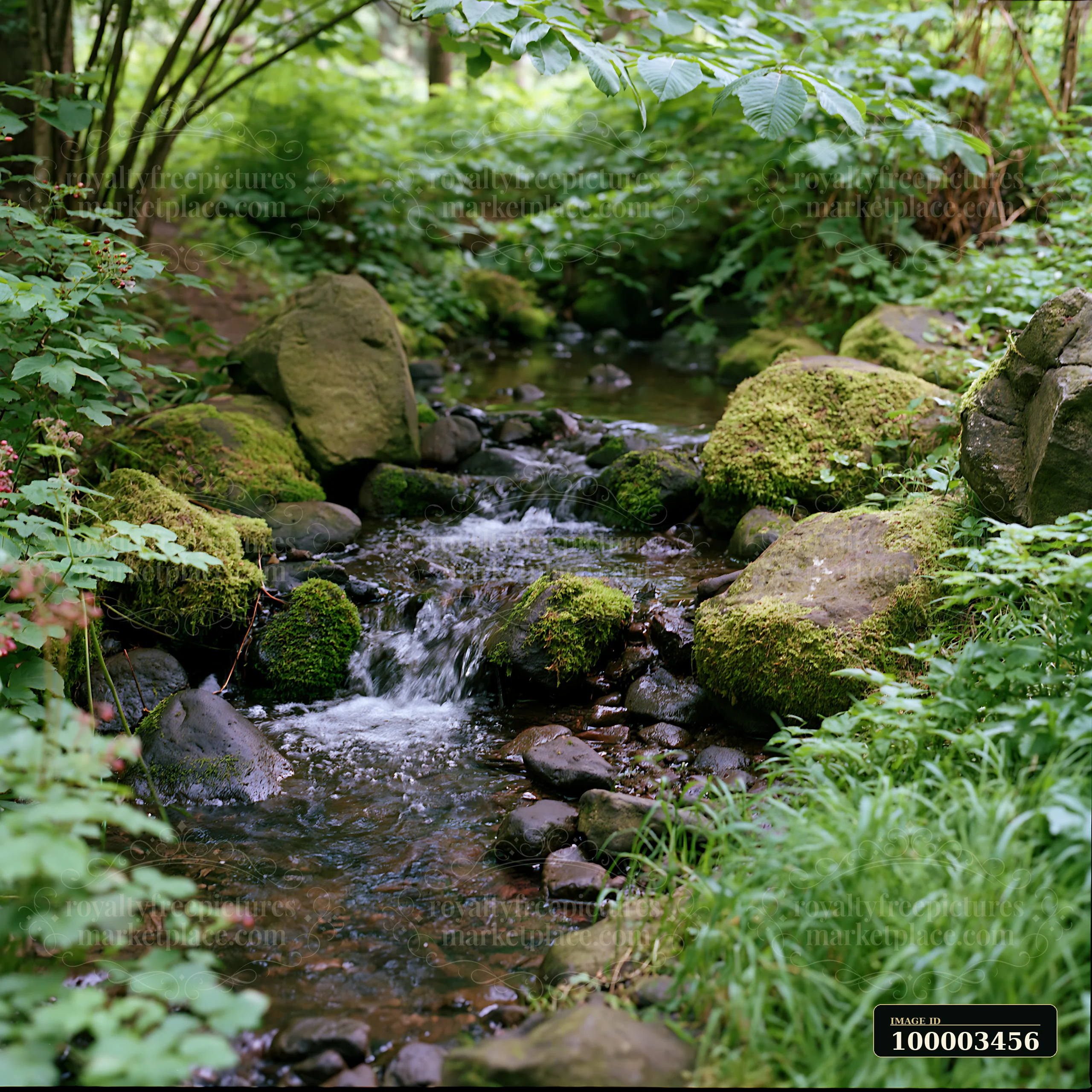 A small stream flows through mossy rocks surrounded by lush greenery.
