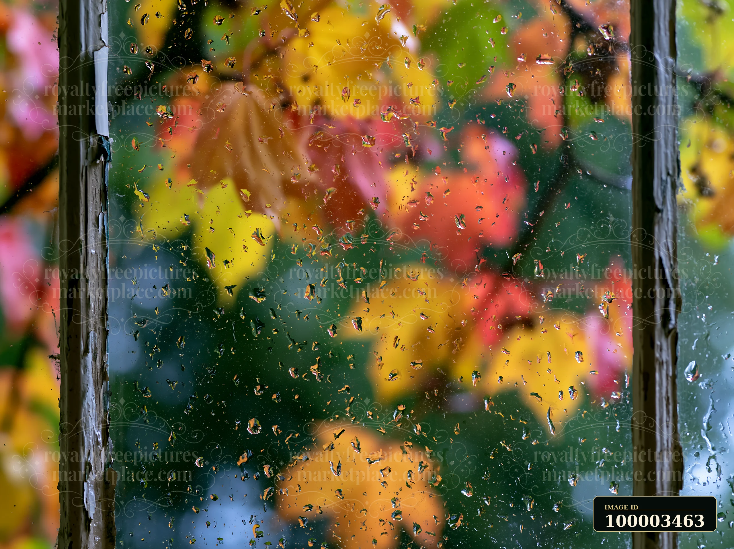 Raindrops create a close-up rain texture on rustic window pane as colorful leaves are visible outside.