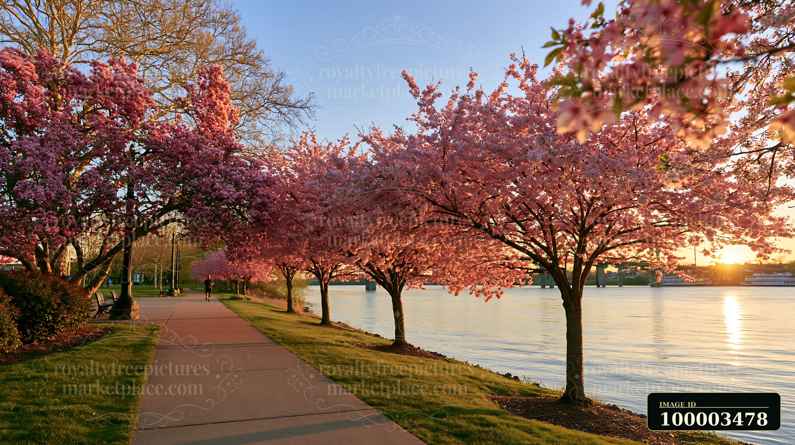 Flowering trees in golden afternoon light line a sidewalk next to a calm river.