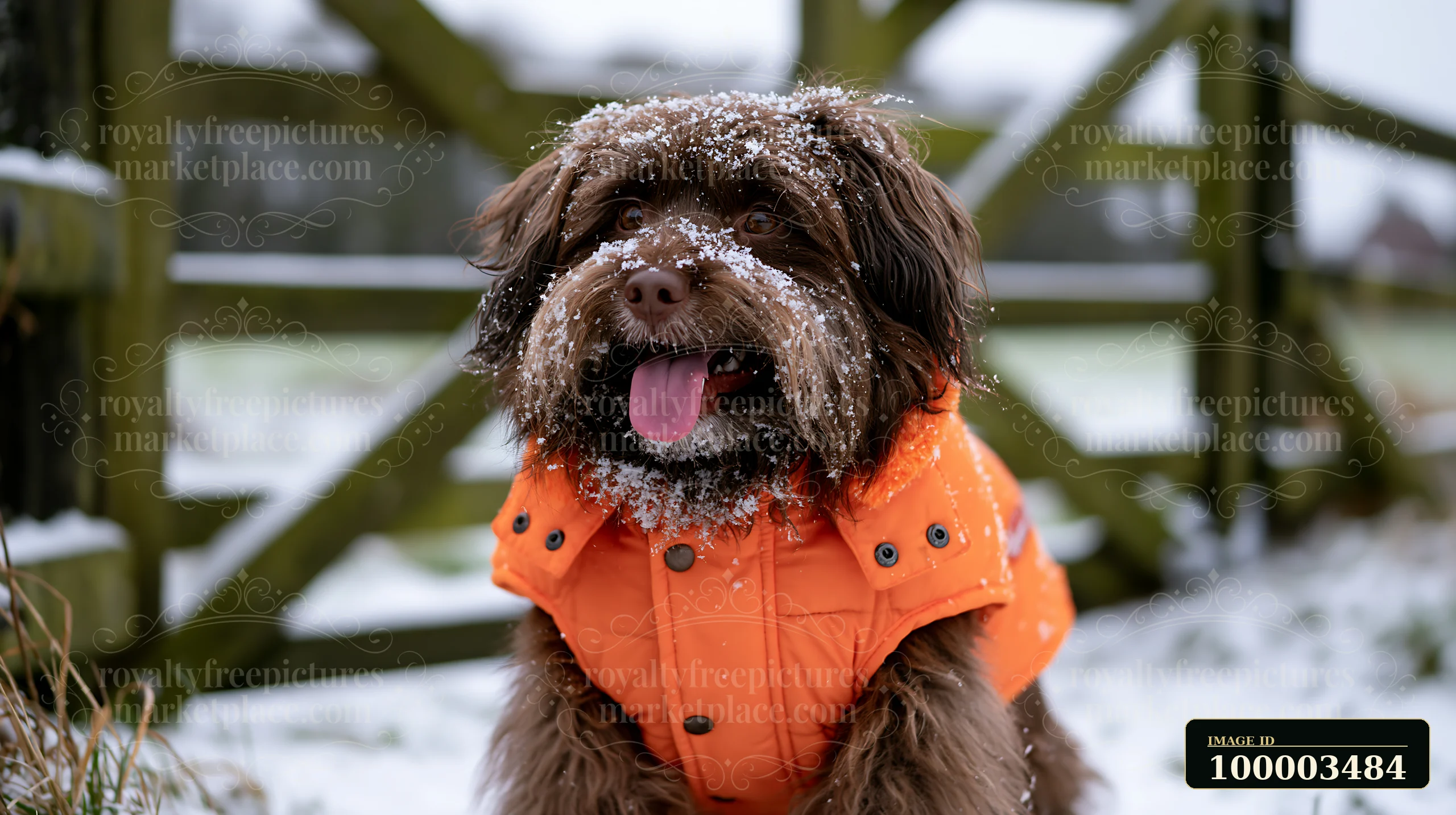 A rare dog breed wearing winter coat sits in the snow near a wooden fence.