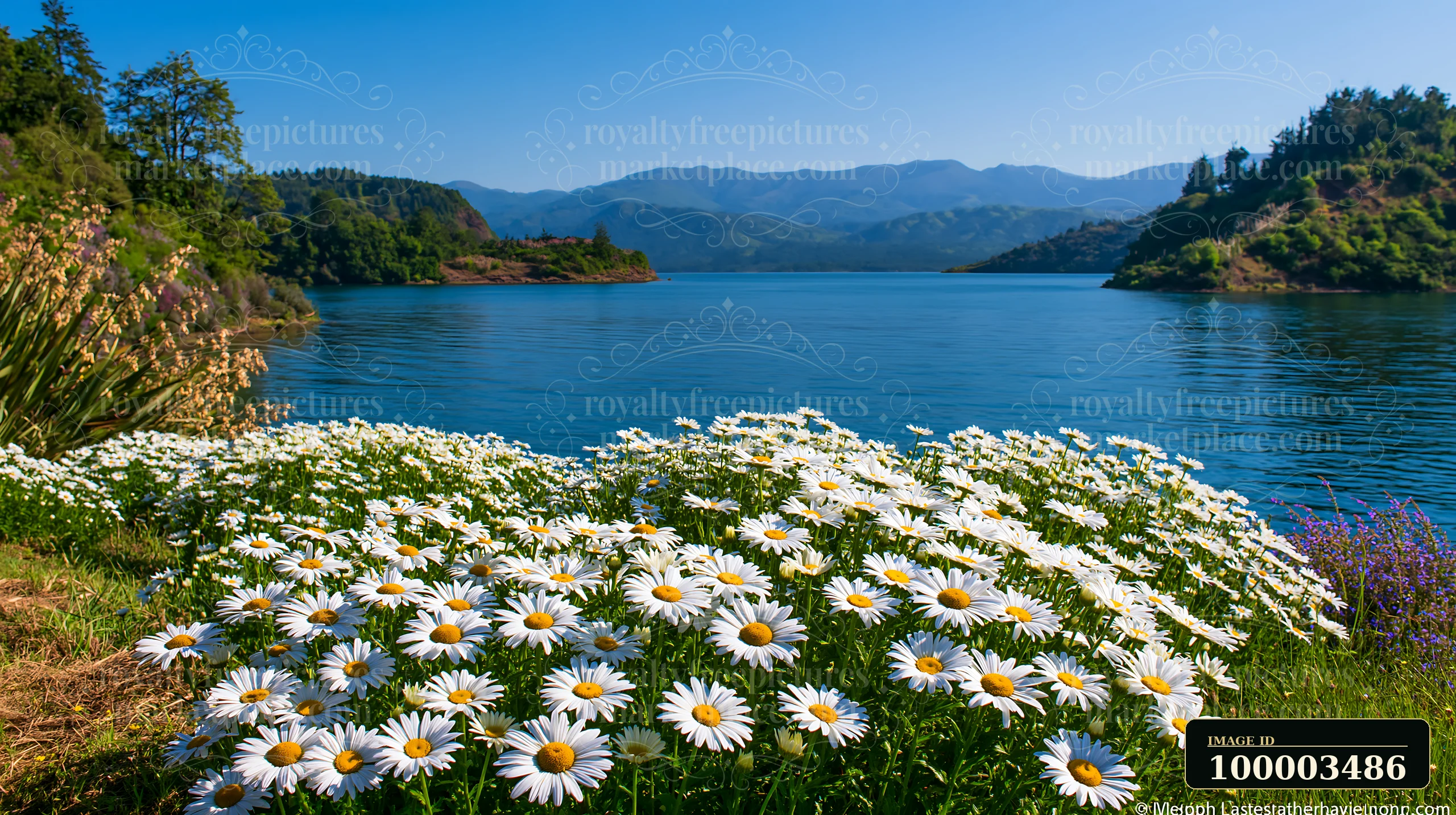 Bright white flowers bloom along the shore of an island with flowers and mountain backdrop.