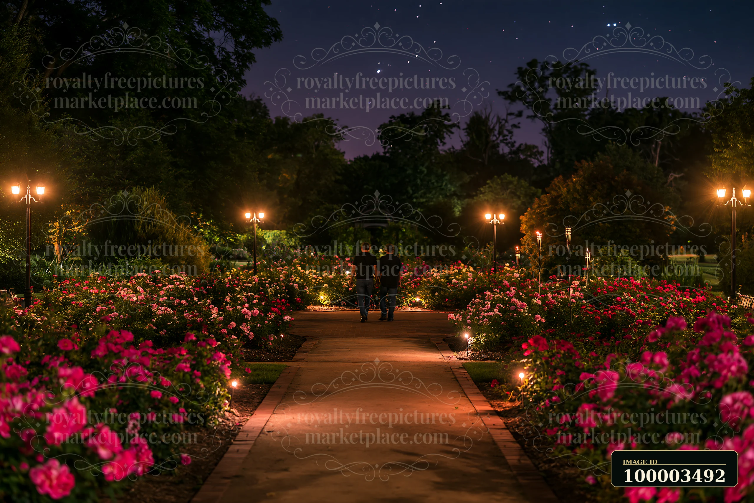 A couple walking away through rose garden under stars.