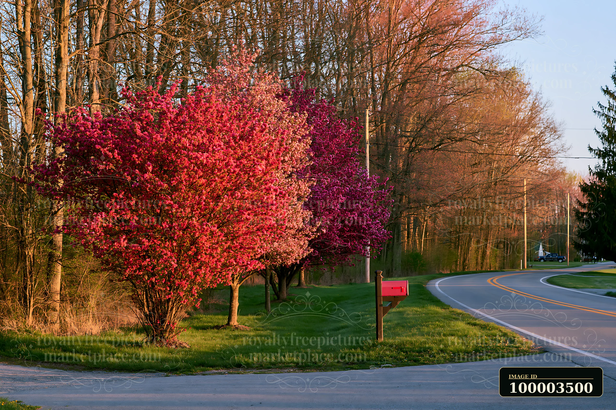 Bright colorful spring trees line the edge of a country road, showcasing their vibrant blossoms.