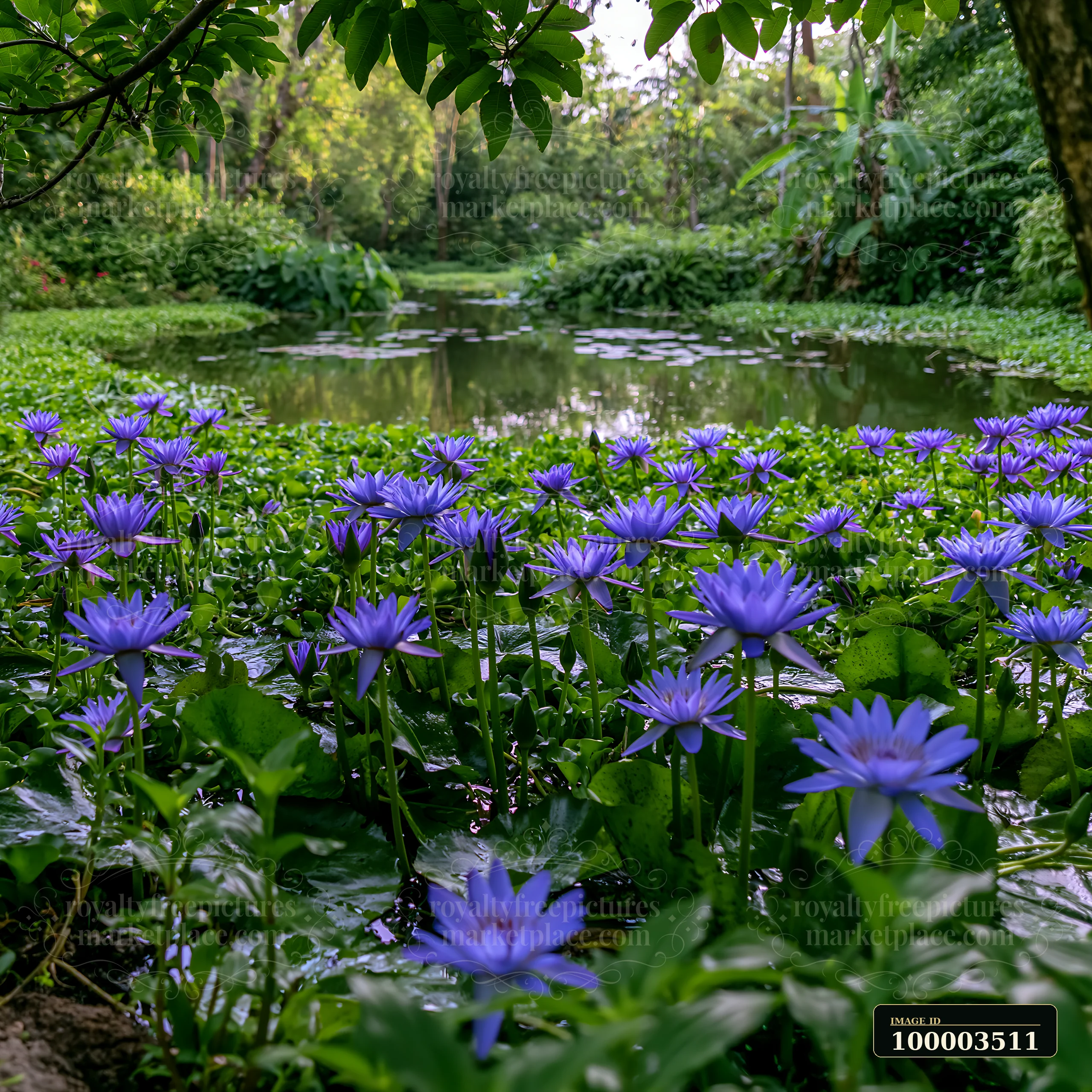 Purple and green flowers fill the area around a natural pond.