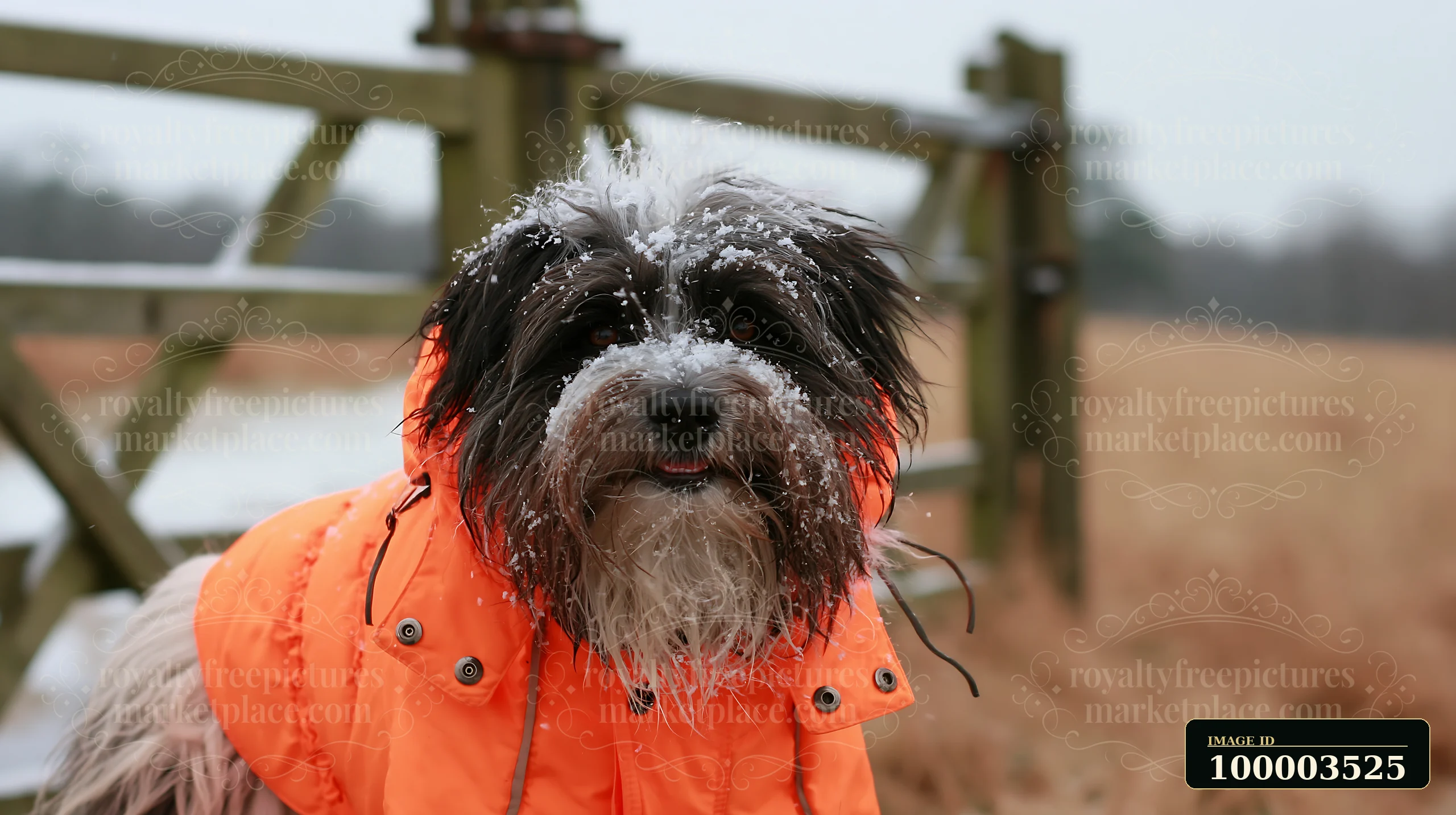 A rare dog breed wearing winter coat stands near a gate in a snowy field.