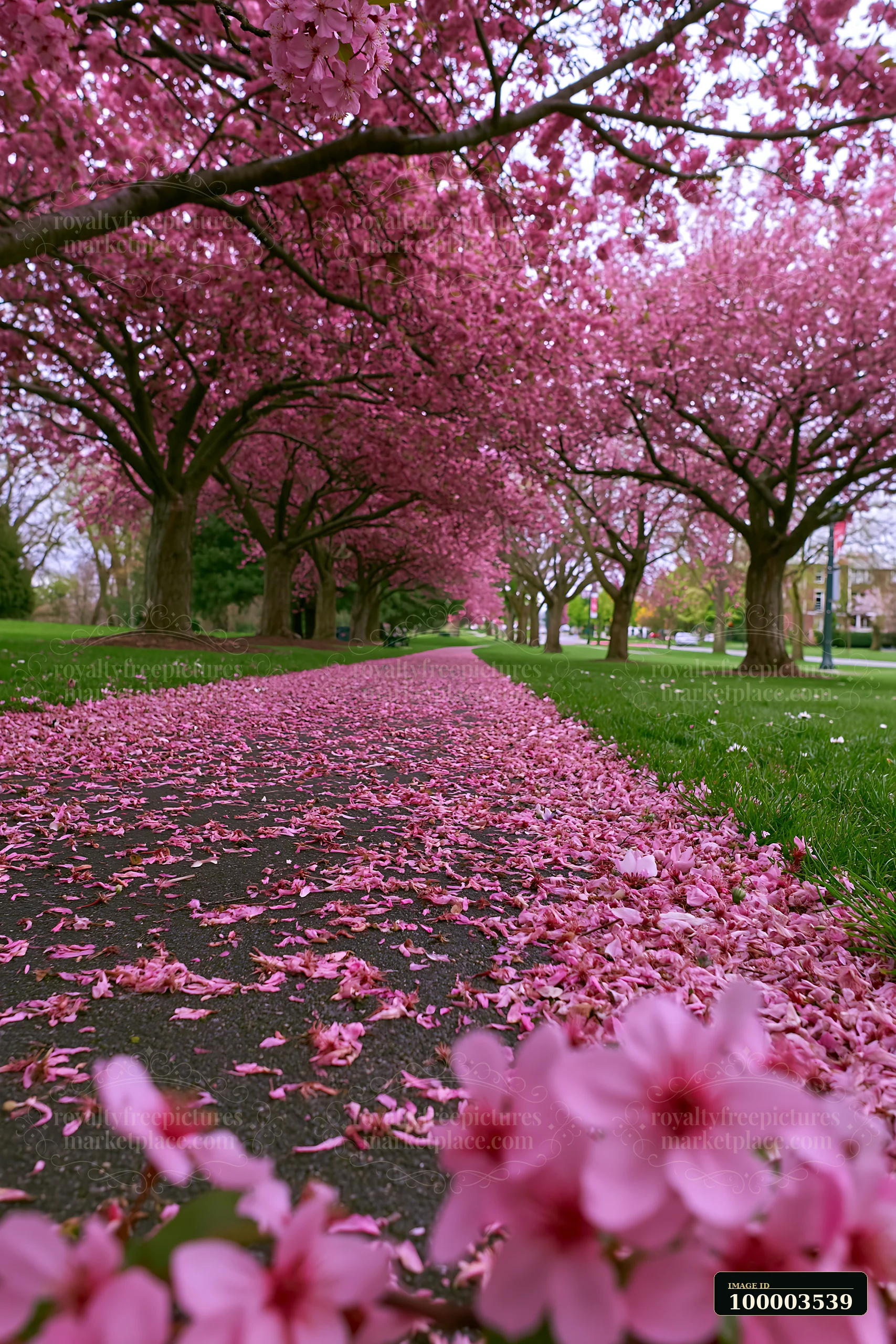 Blooming trees beside a bicycle path create a vibrant scene.