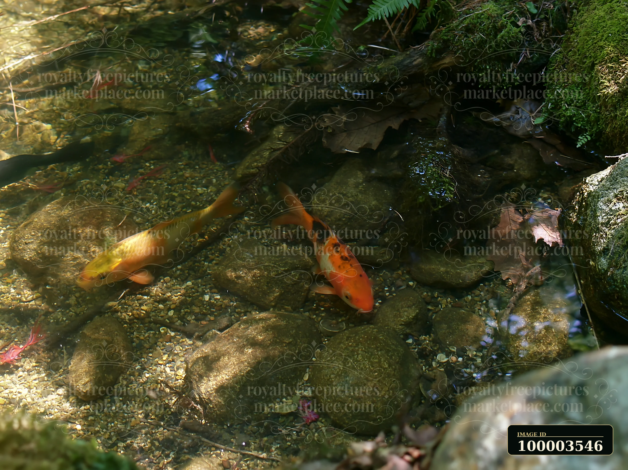 Two koi fish swim in a small pond in a natural woodland garden.