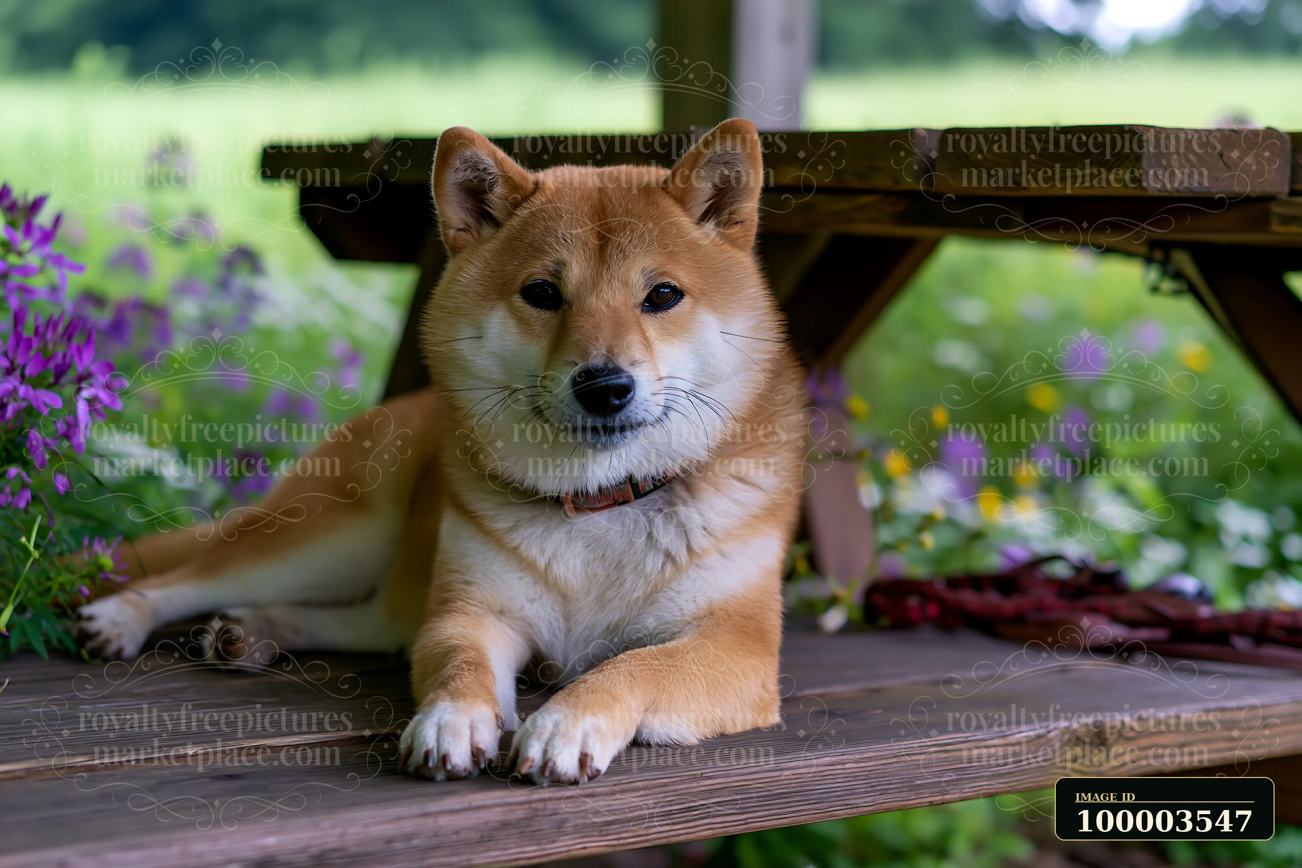 A Shiba Inu is lying on a wooden surface under a structure, enjoying the shade.