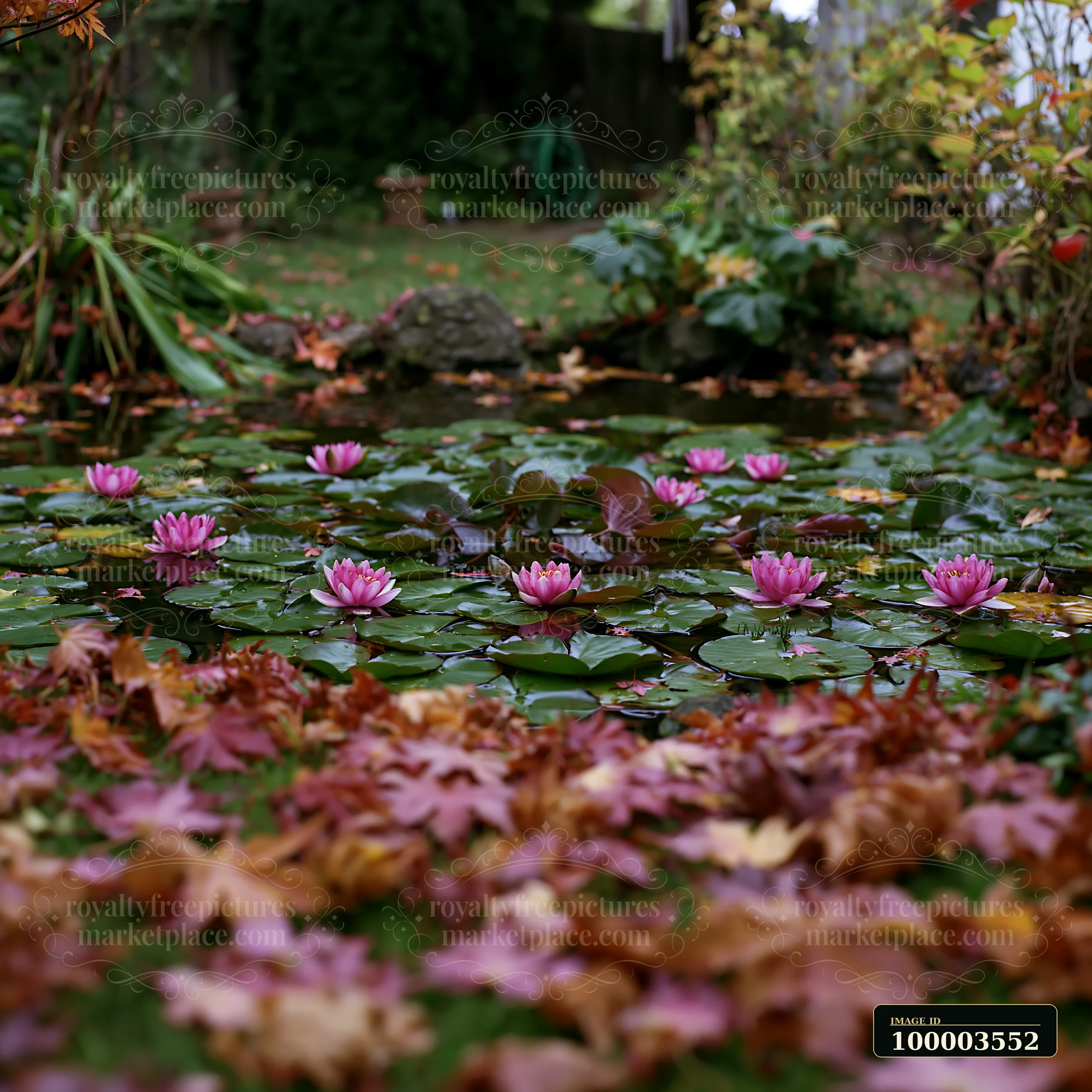 A small pond with pink water lilies is located in a garden, surrounded by fallen autumn leaves.