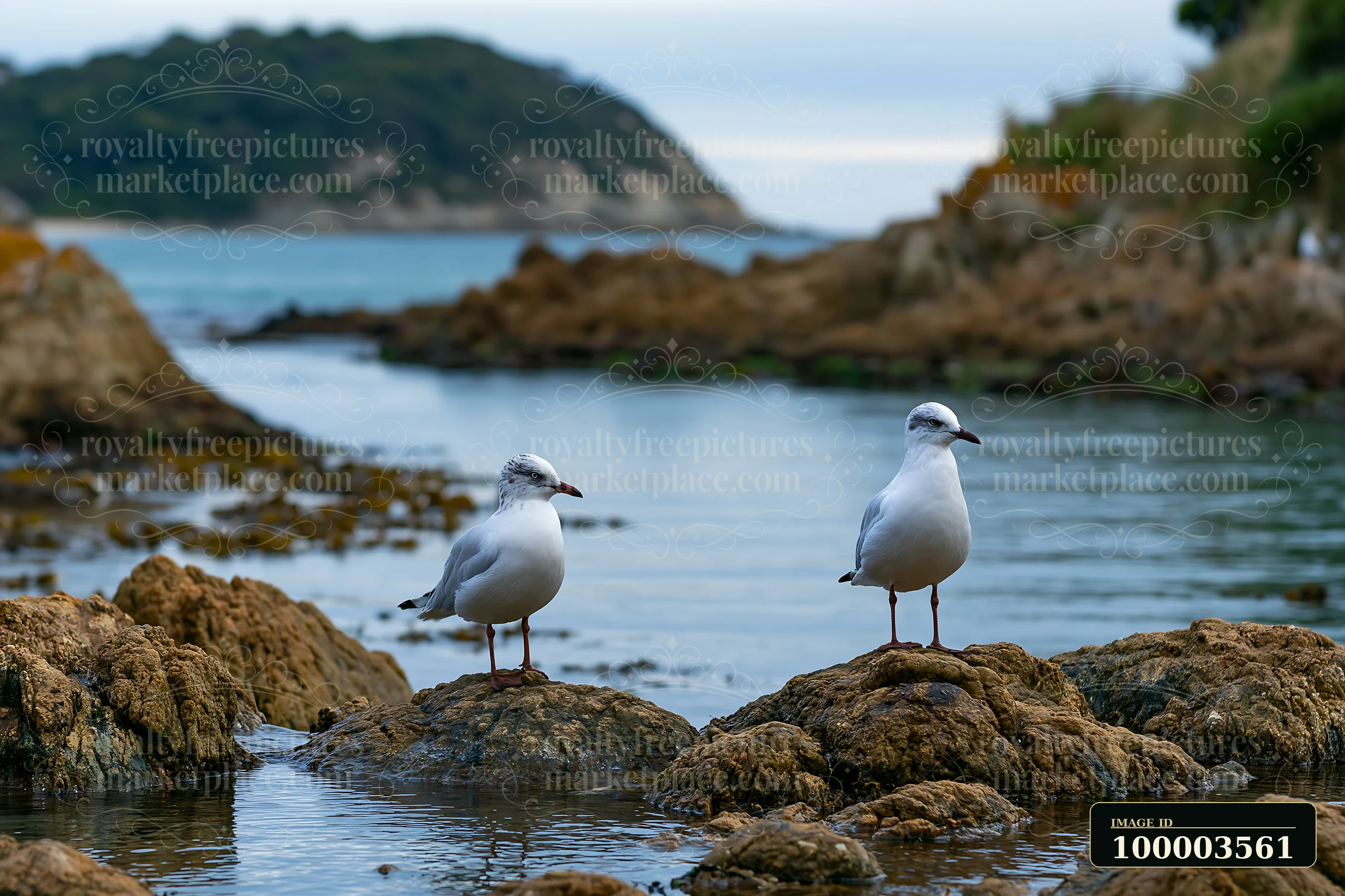 Two seagulls stand on large rocks along a coastline with exposed rocks.