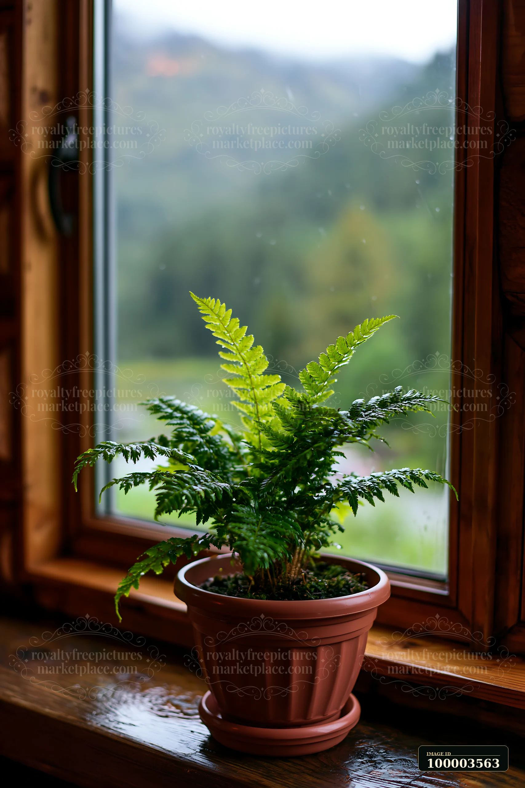 Raindrops on the cabin window frame a green fern plant sitting on the wood sill, with a blurred mountain landscape visible in the background.