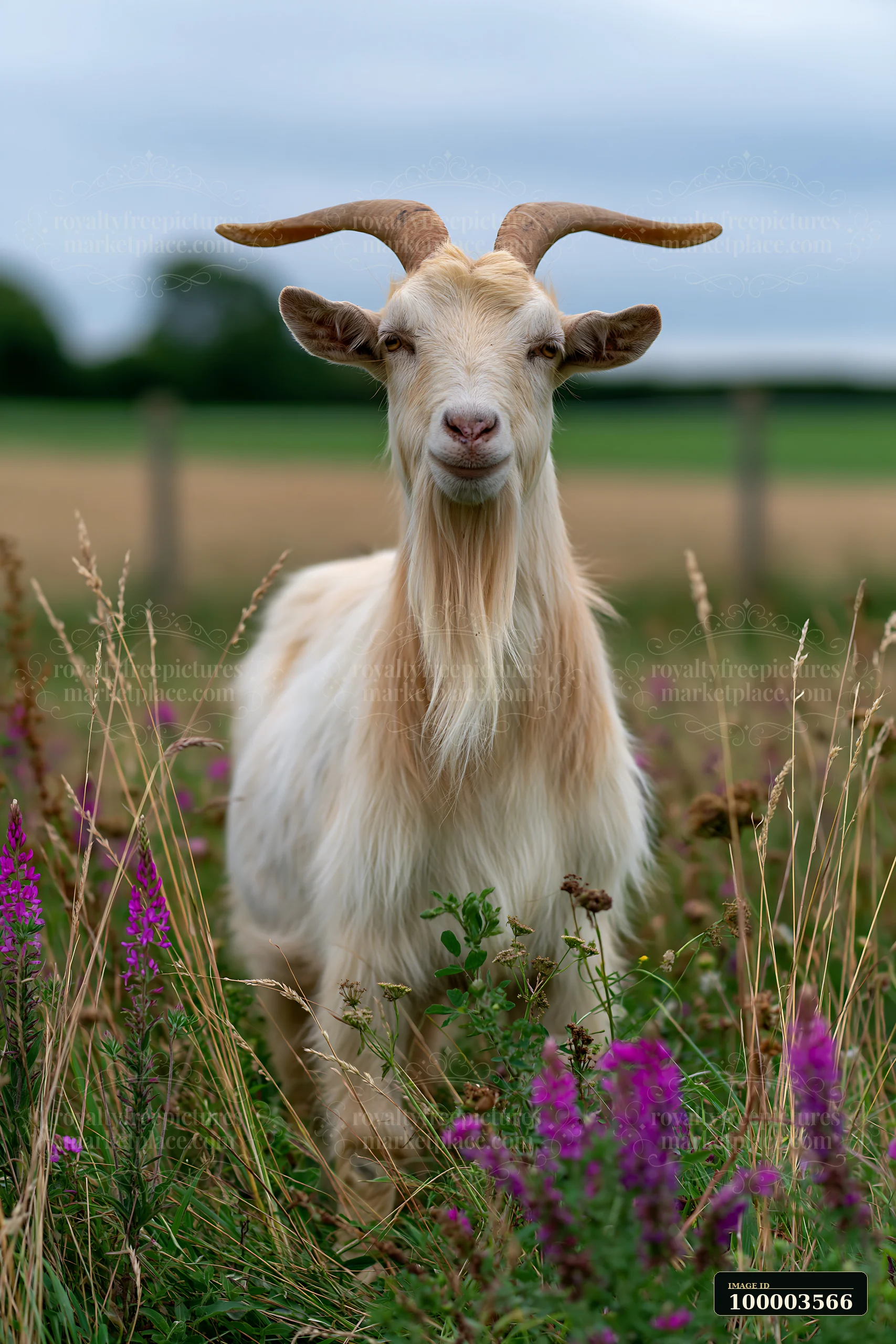 A rare rare-breed goat on farm stands among tall grasses and colorful wildflowers.