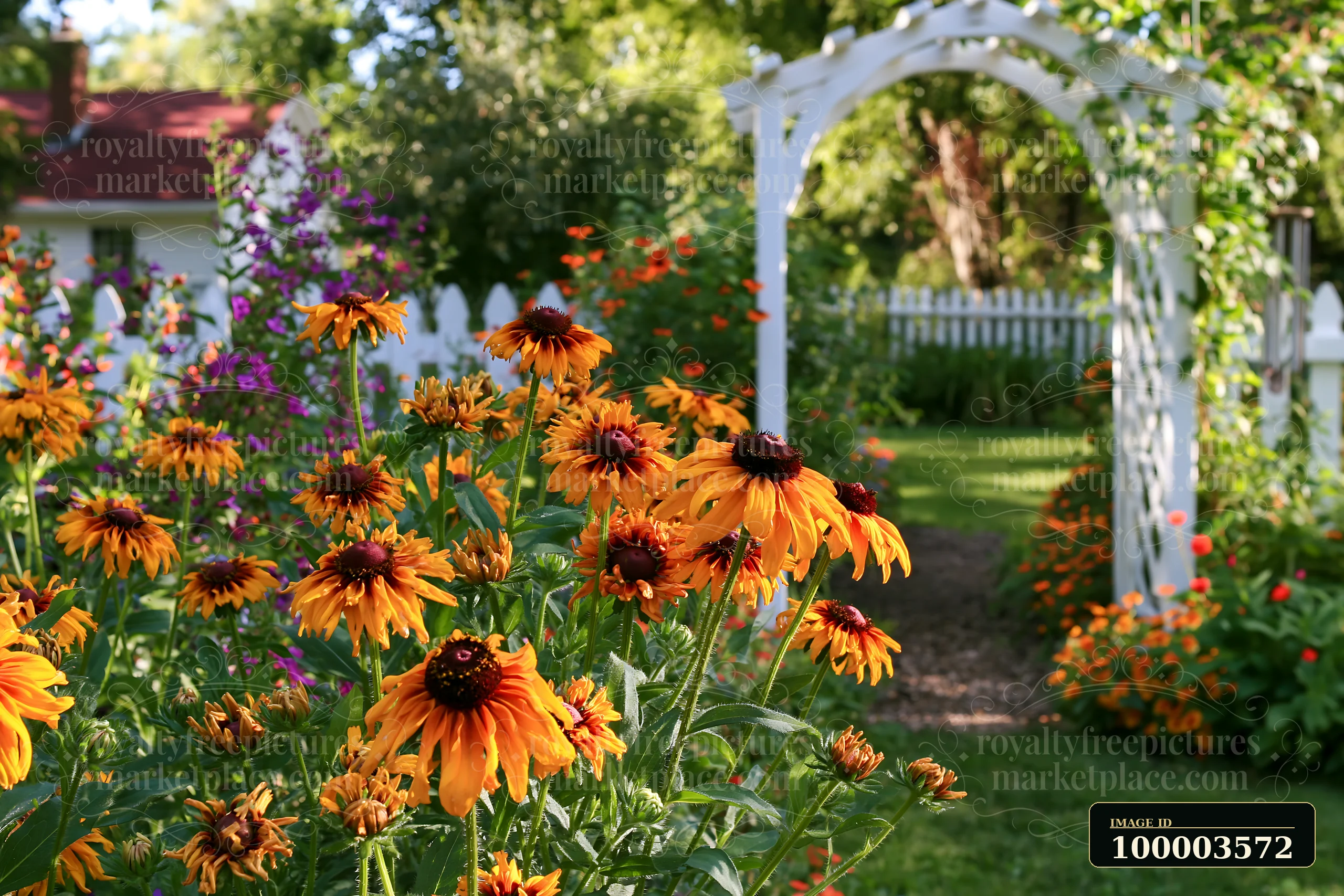 Rudbeckia flowers in sunlight bloom in a garden filled with vibrant colors.