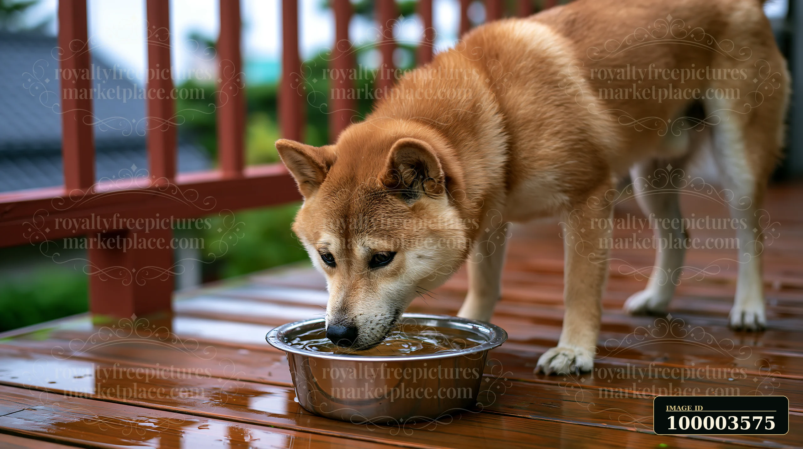 A Shiba Inu is drinking from a water bowl placed on a wooden deck.