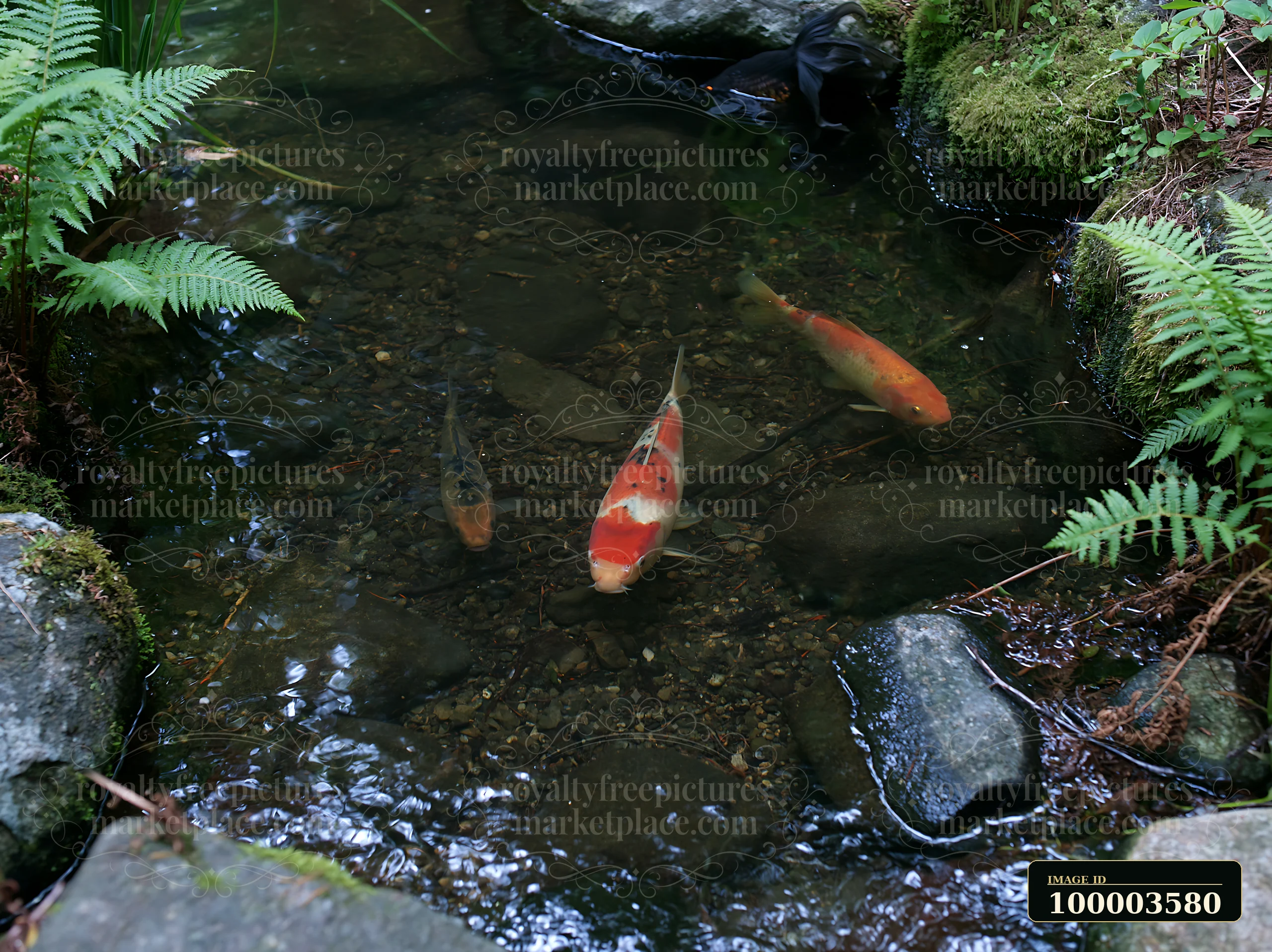 Koi fish swim in a small pond in a natural woodland garden surrounded by stones and ferns.