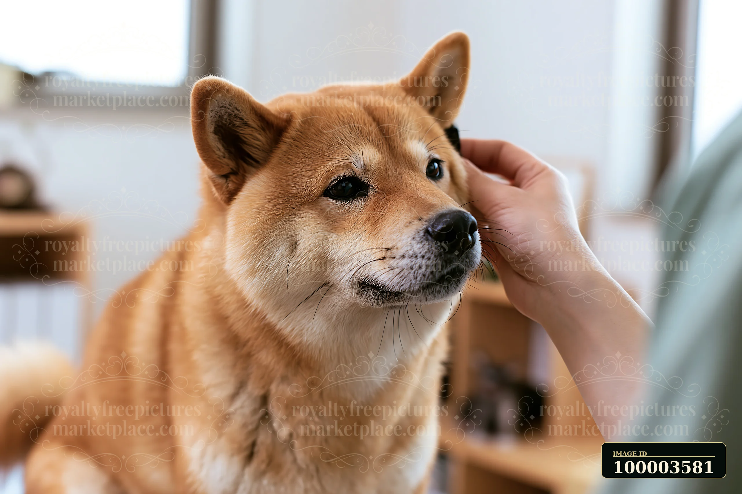 A Shiba Inu at a veterinary clinic is getting attention from a person.