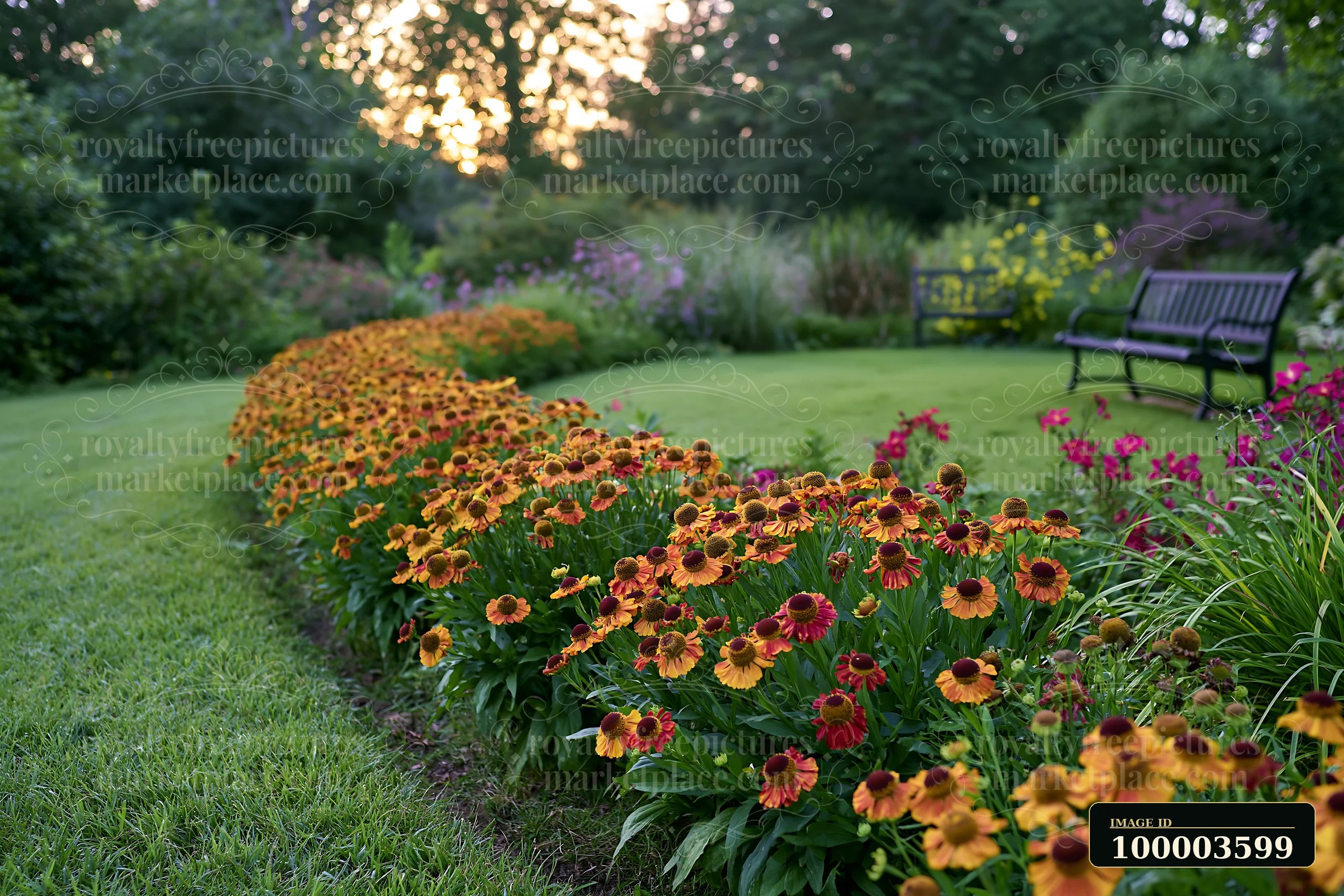 Helenium flowers in border create a colorful line along a garden path during sunset.