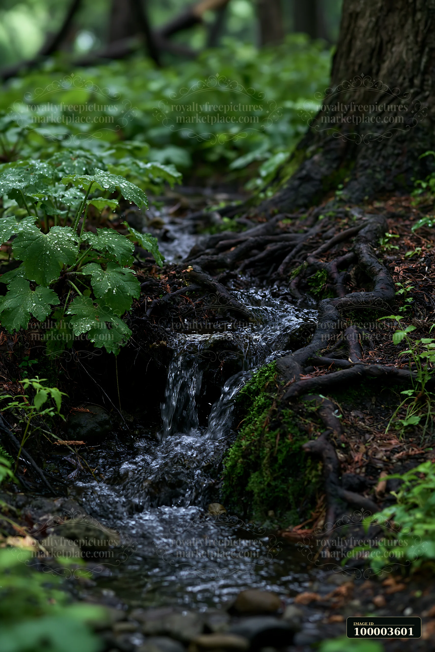 A woodland stream flows gently through exposed roots and green foliage, creating a natural scene in a forested area.