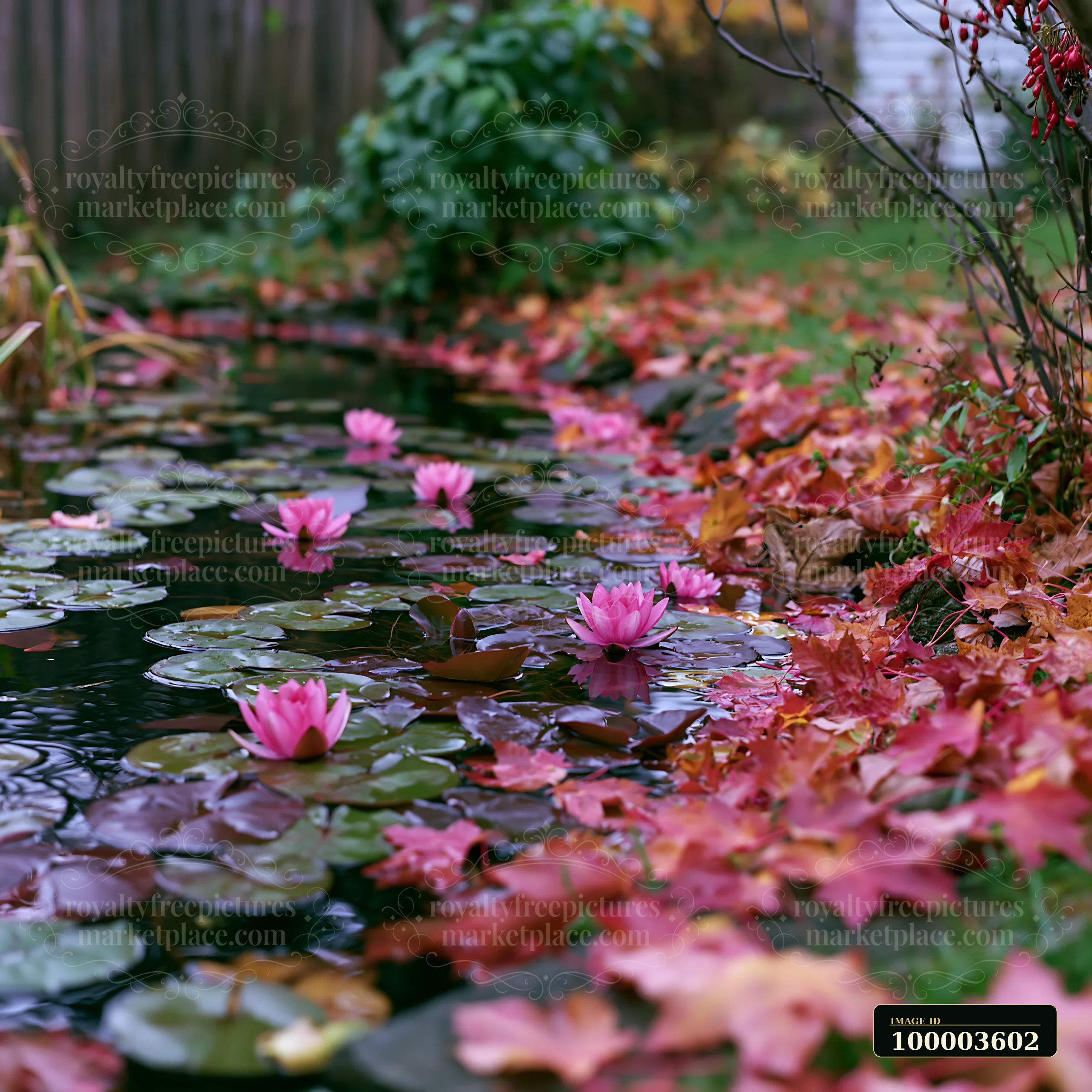 A small pond with pink water lilies floating on the surface, surrounded by colorful autumn leaves.