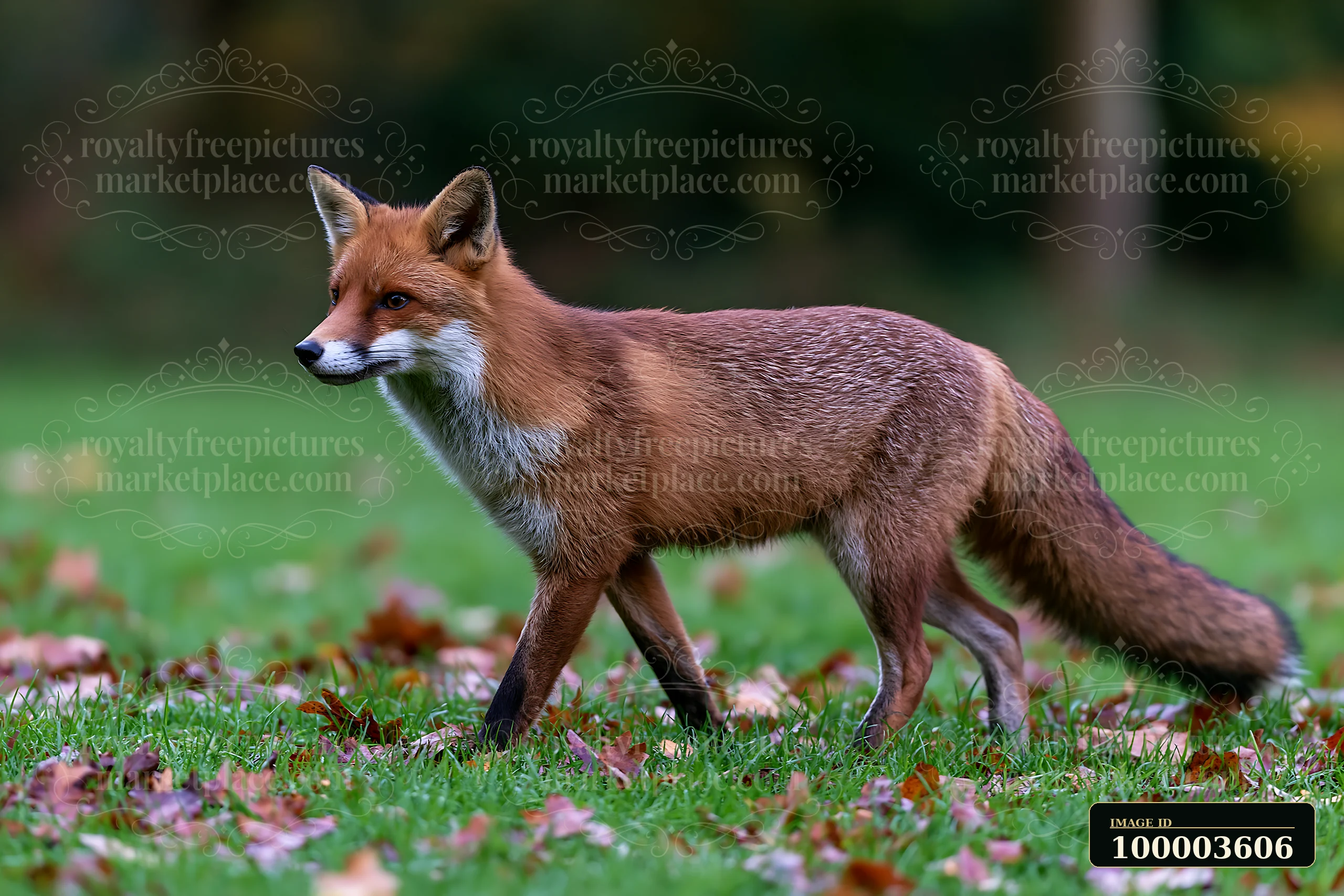A fox is crossing a meadow with green grass and fallen leaves during autumn.