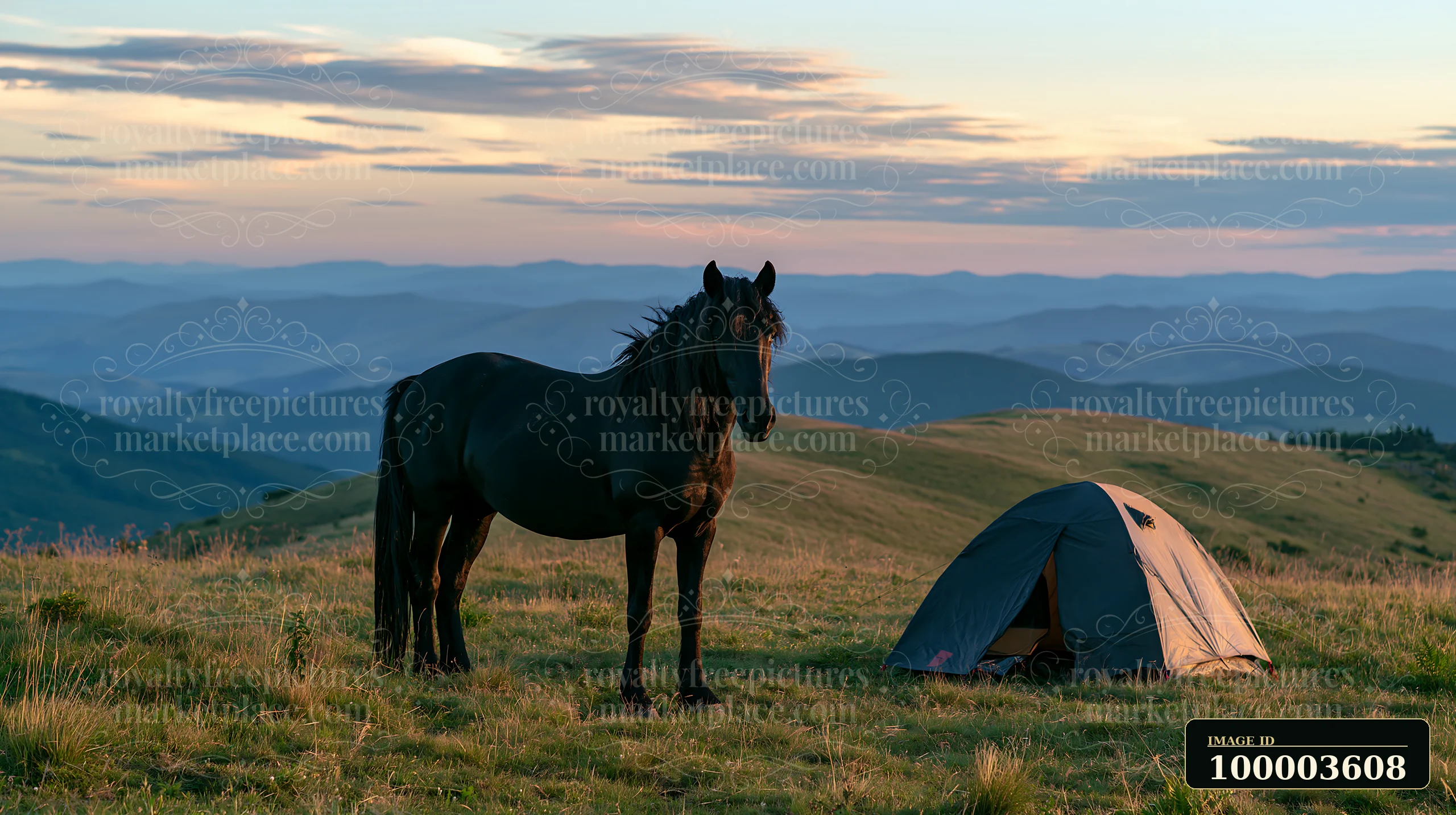 A black horse stands next to a camping tent in a grassy area during sunset.